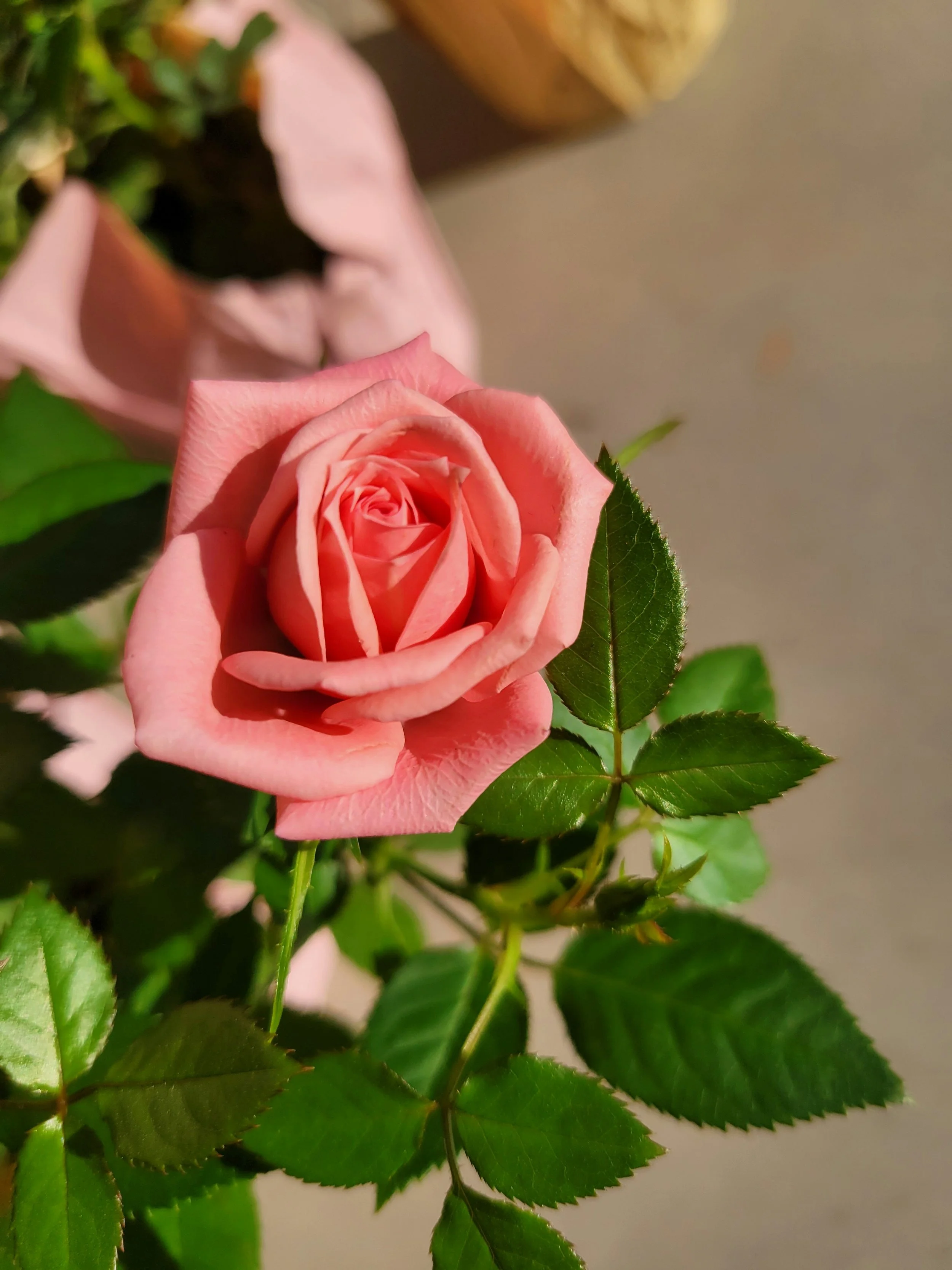 Classic Pink Roses
