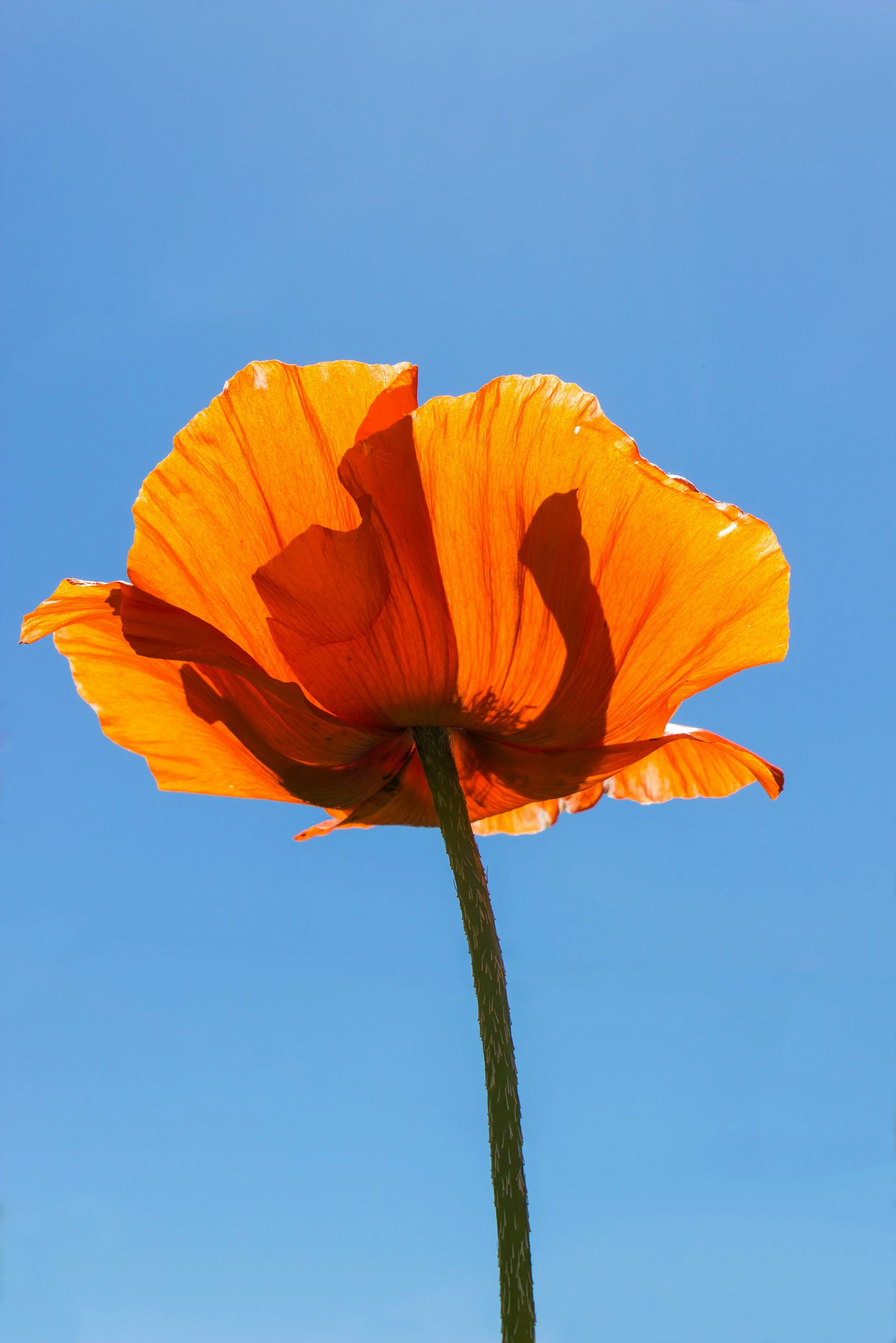 Orange poppies
