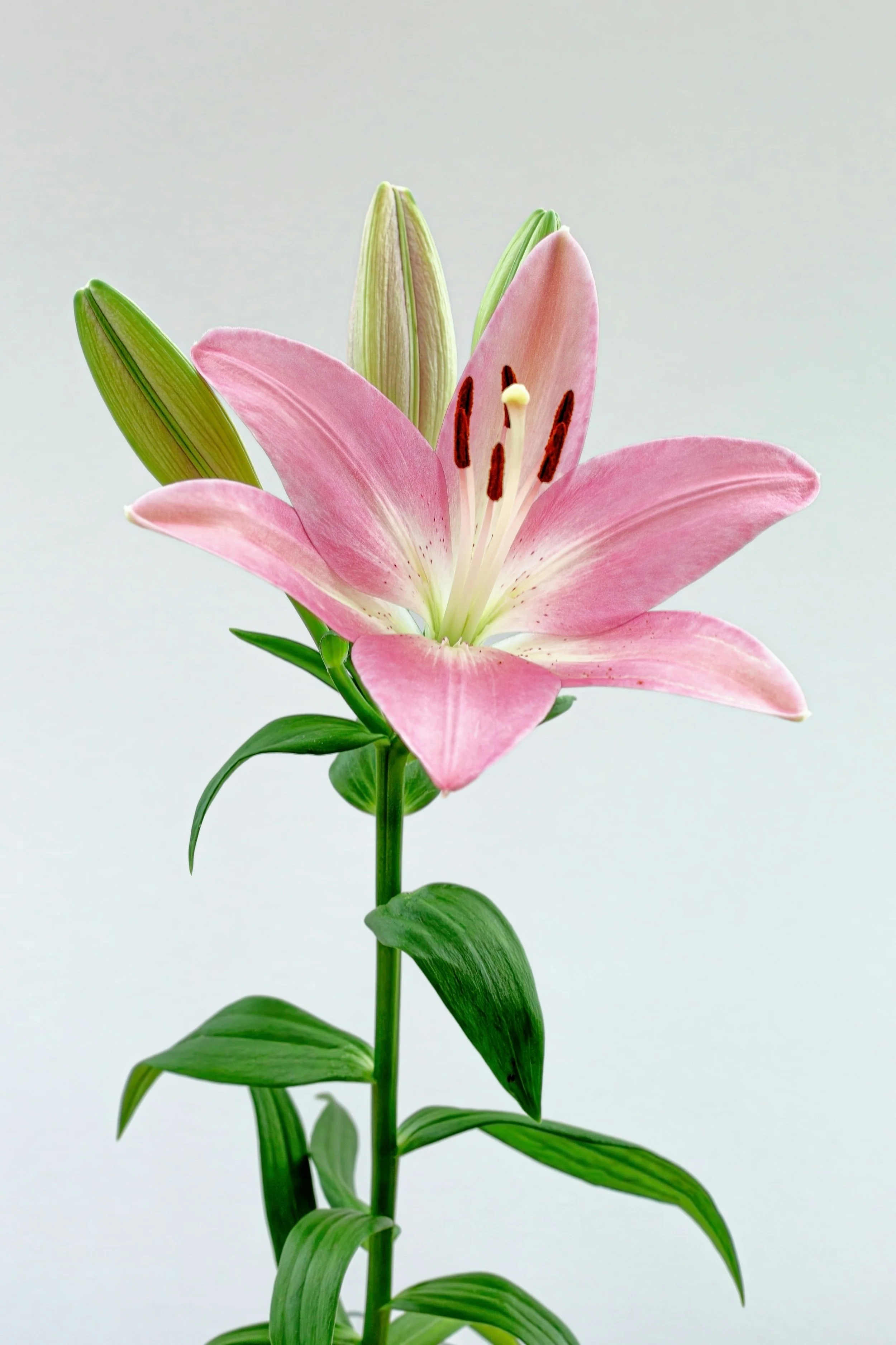 pink lily