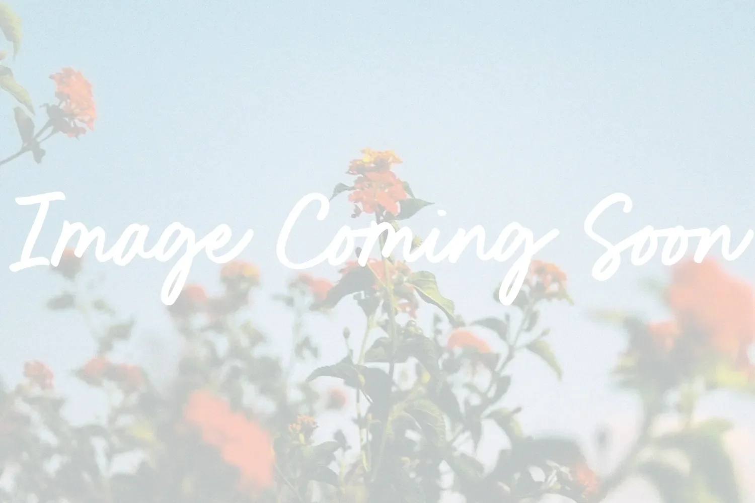 Woman in a quiet, reflective moment looking out a window with warm natural lighting