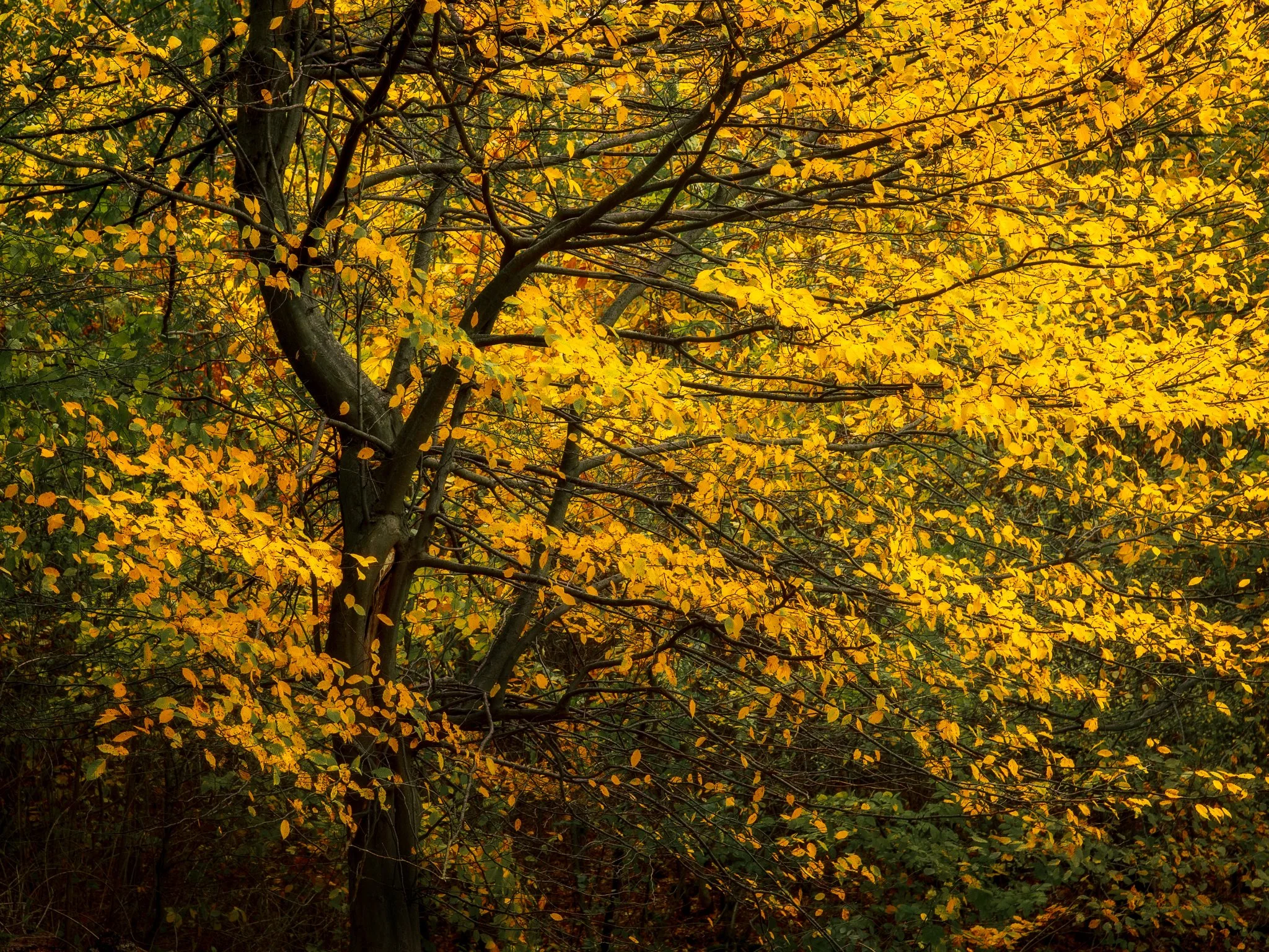 700_6785-Bearbeitet_2048x1536_U_100_Original ratio.jpg