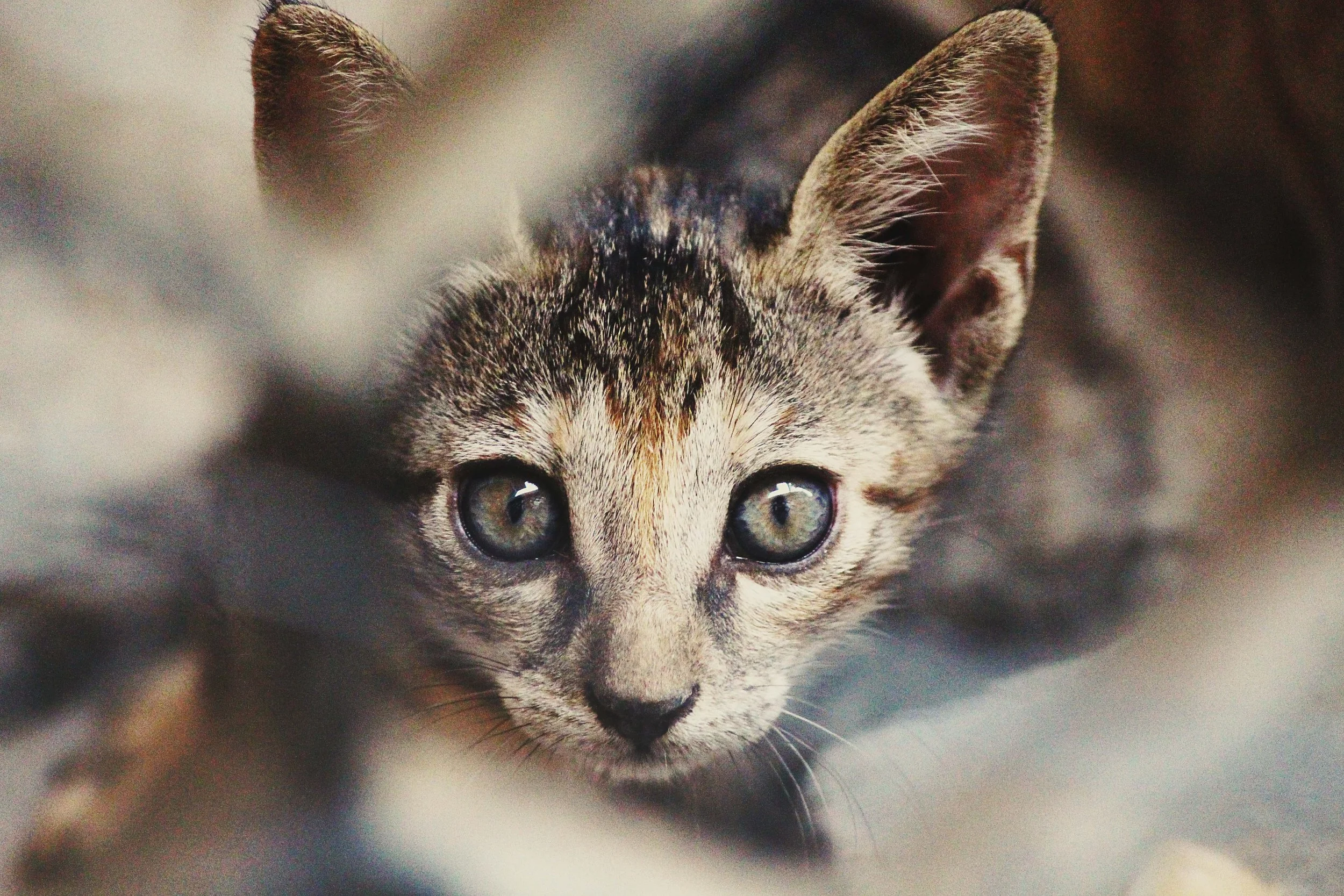 animal-cat-feline-93689.jpg