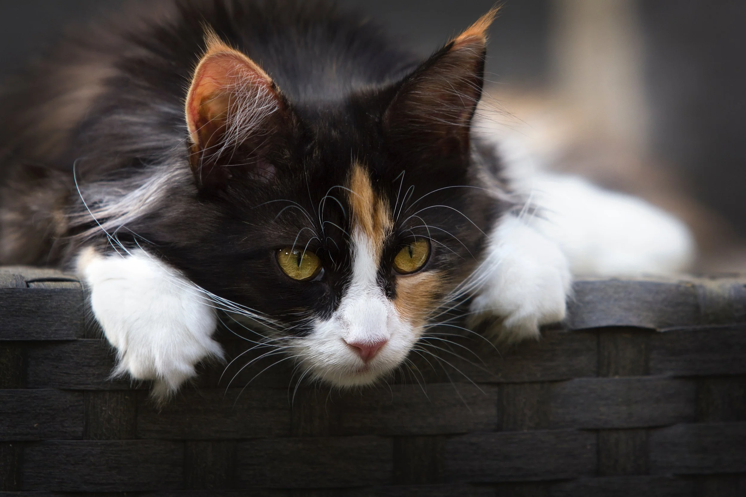 adorable-animal-basket-733105.jpg