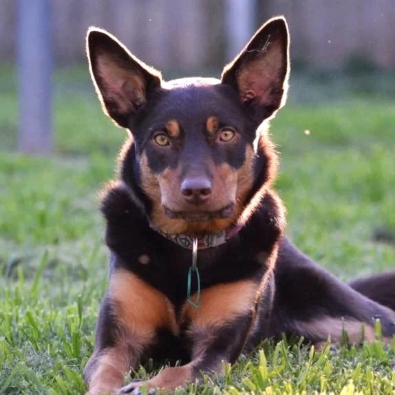 Single Recipe Rebalance