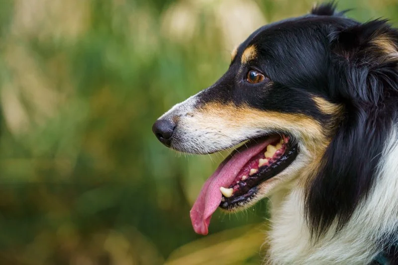 Canine and Feline Nutrition Consult Package