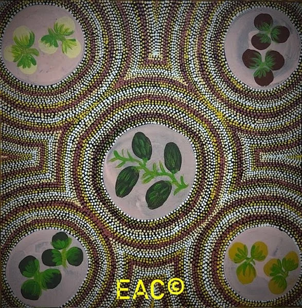 25.122 Collecting bush tomatoes - Maryanne.jpeg