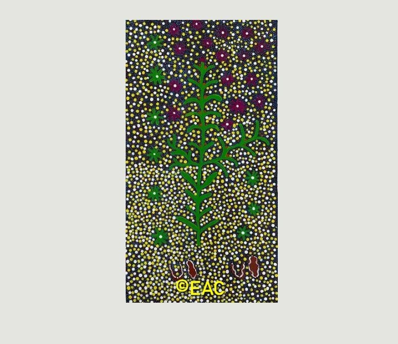 25.49 Bush medicine for healing illness - Joy.jpg