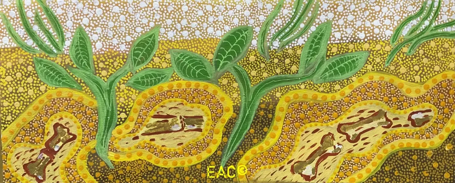25.96 Alcoota Fossil Site - Janet.webp