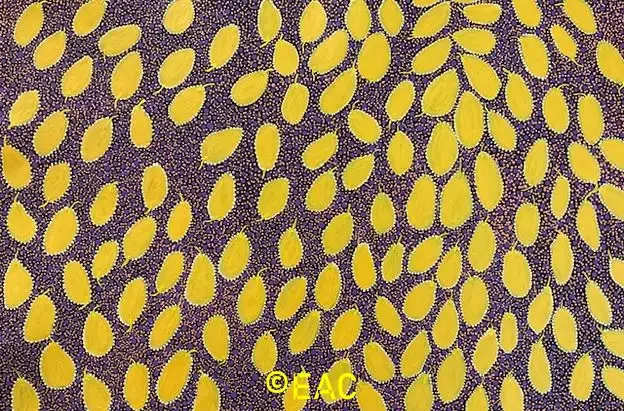 26.109 Wild passion fruit - Joy Turner.webp