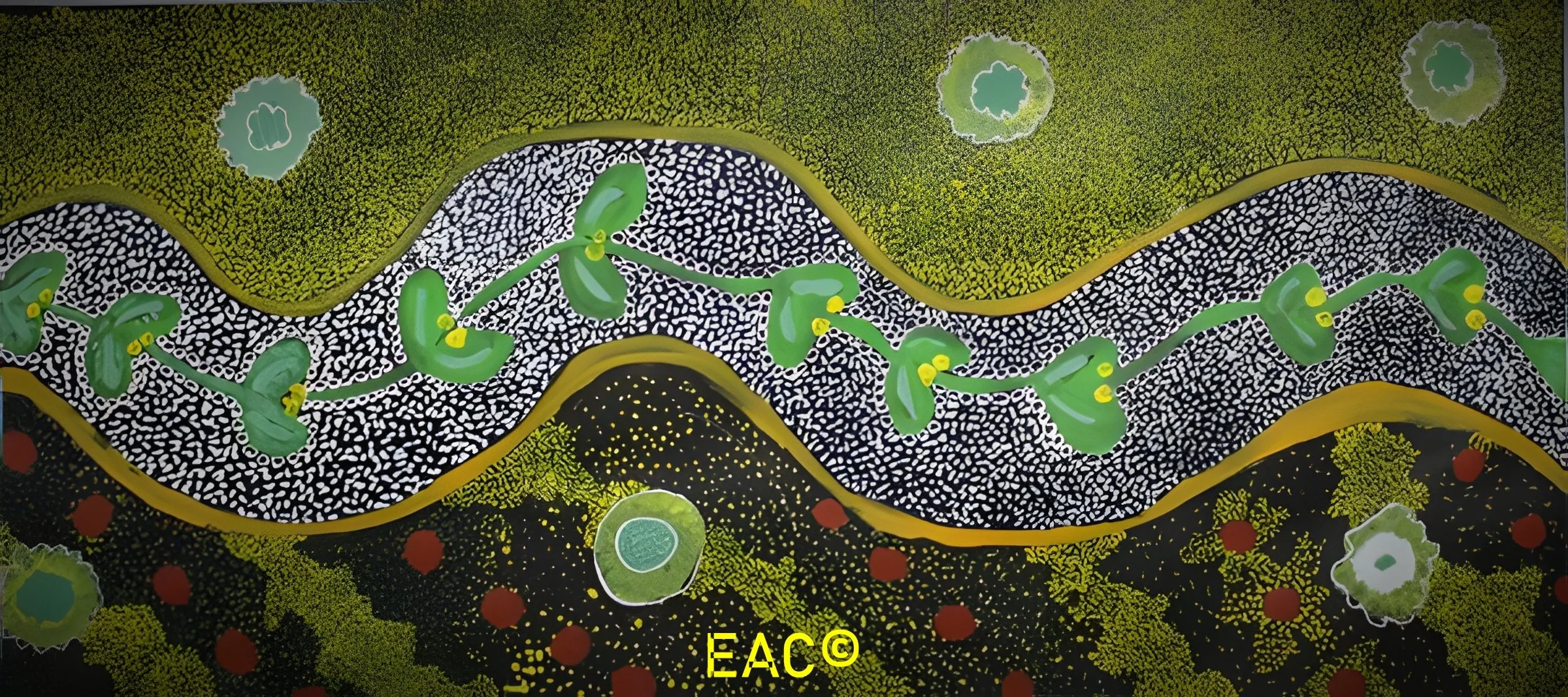 25.343 Native Flower Growing on Country.jpeg