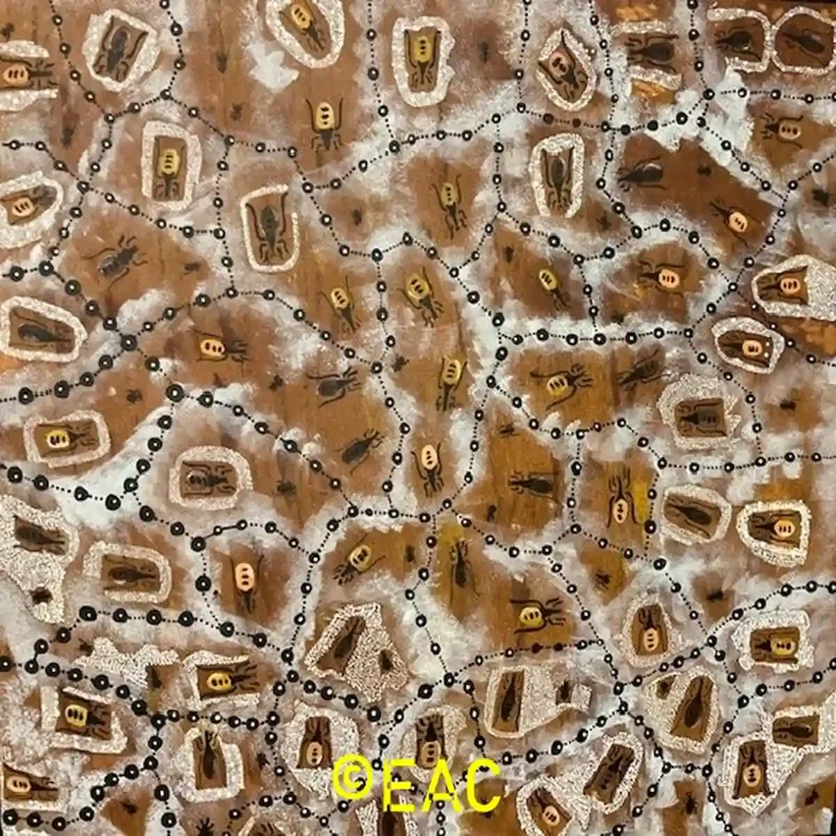 Kirsty Tilmouth - Life of honey ants in the desert