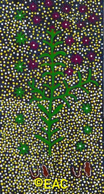 25.49 Bush medicine for healing illness - Joy.webp