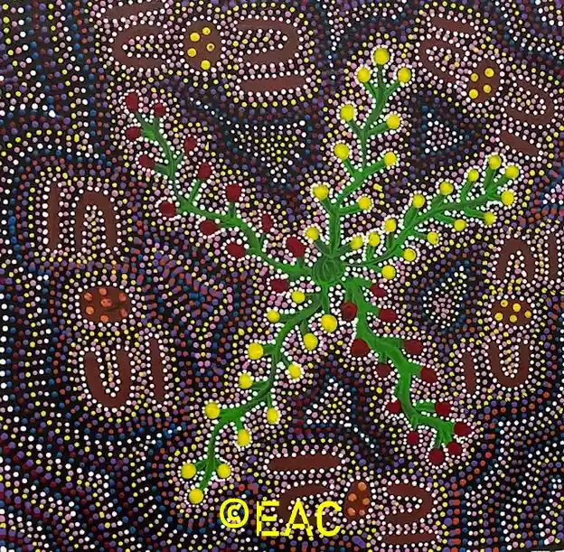 Shirley Dixon - Women collecting bush tomatoes