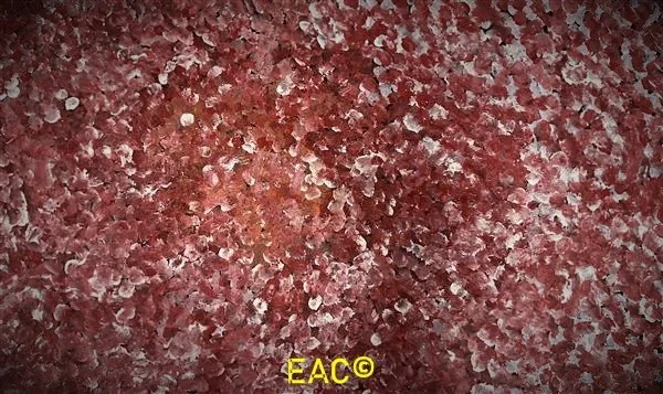 24.271 Bush flowers in the local area - Annalisa.jpeg