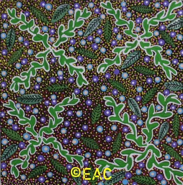 26.46 Bush Medicine - Elizabeth.webp