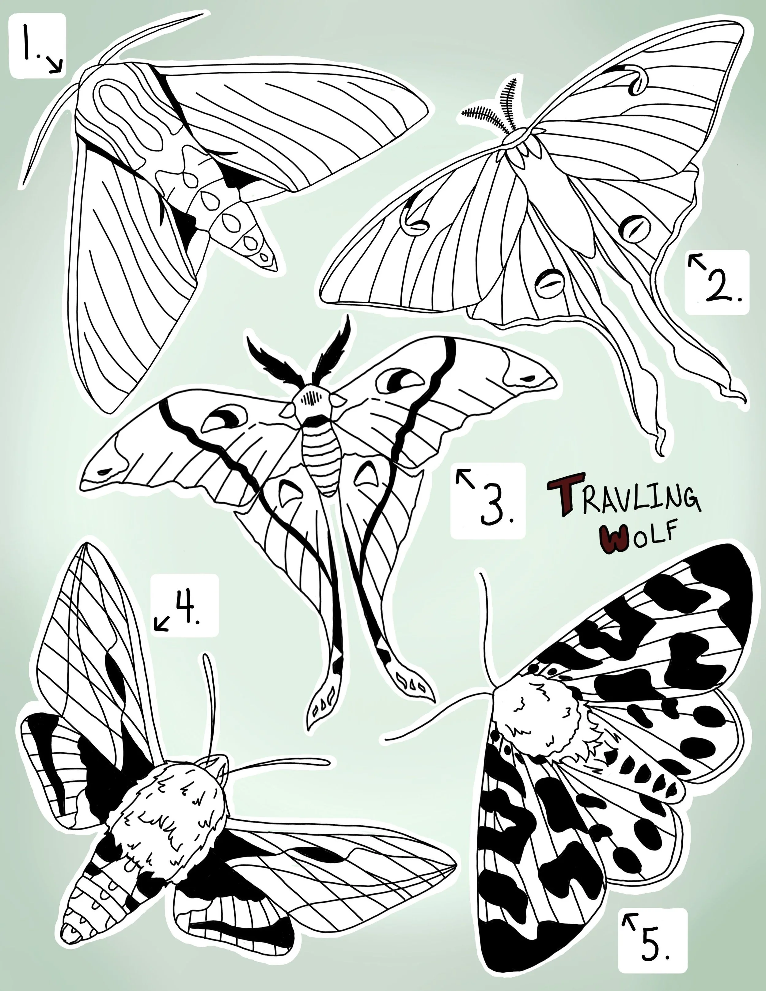 Sheet One Moths.jpg