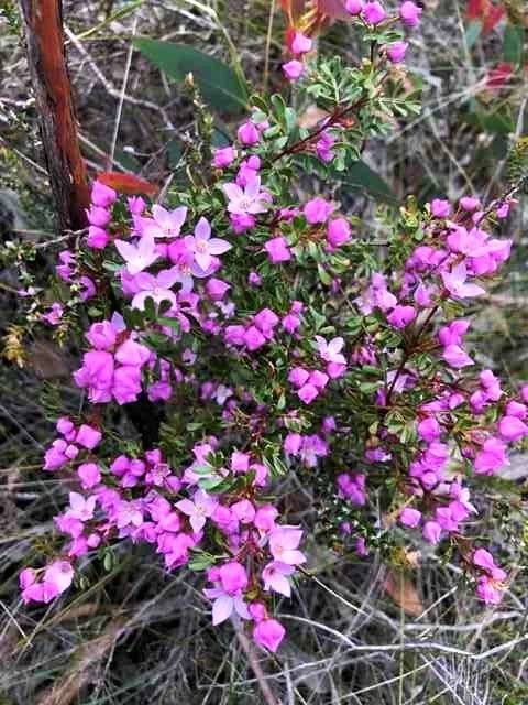 Boronia Microphylla, North Katoomba