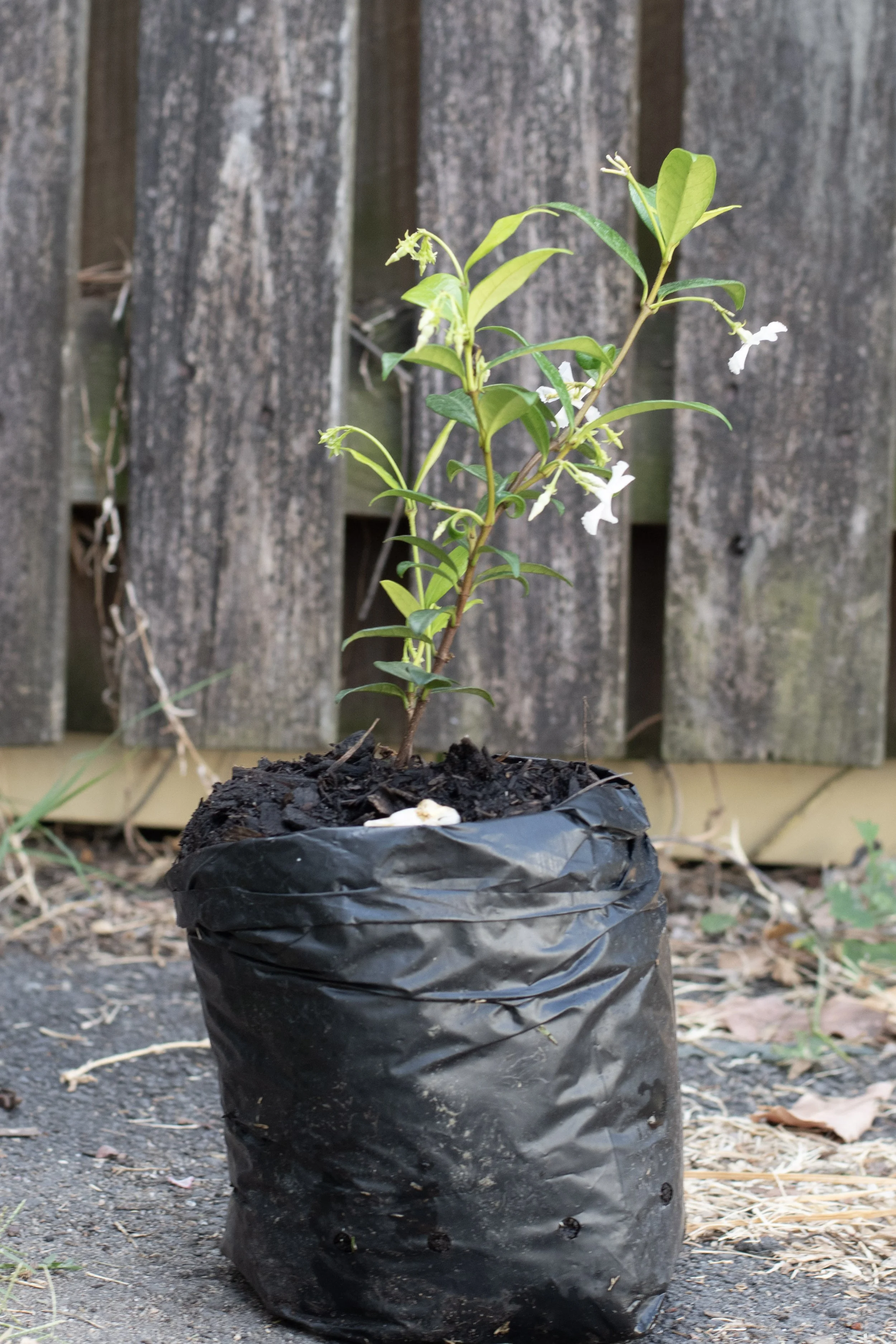 64) Jasmin 24 cm.jpg