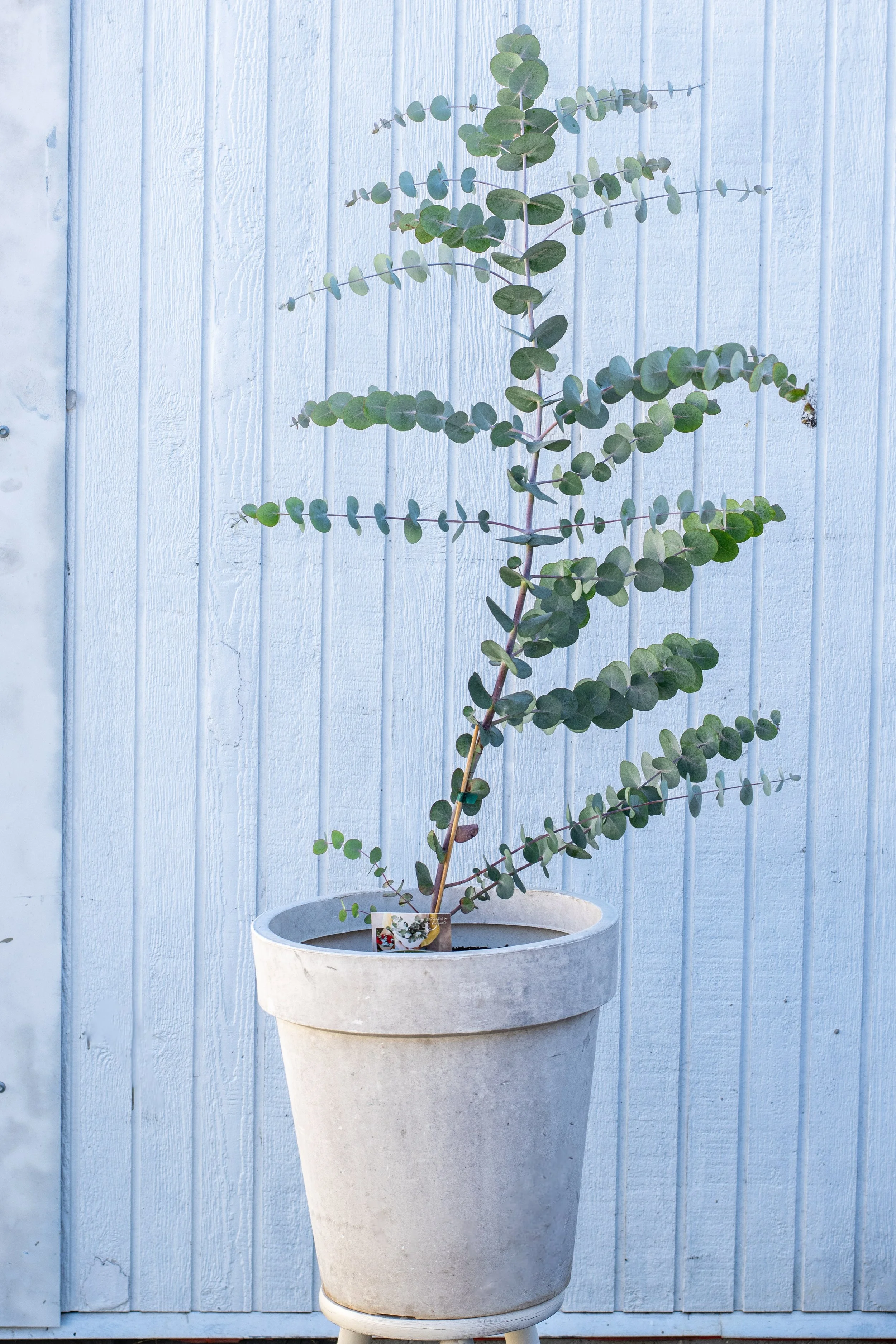 5) Silver Dollar Eucalyptus 115 cm.jpg
