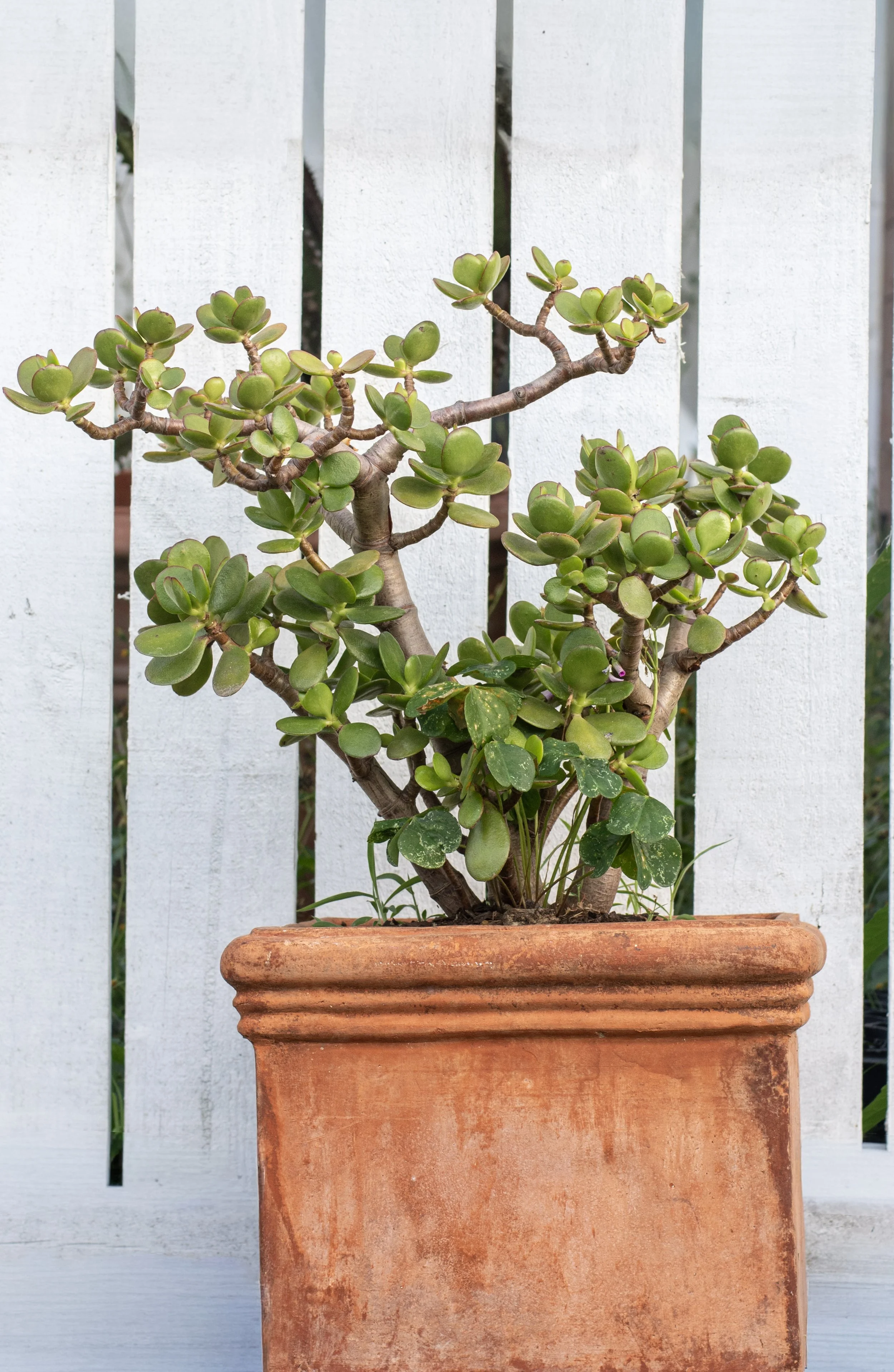 Jade Plant