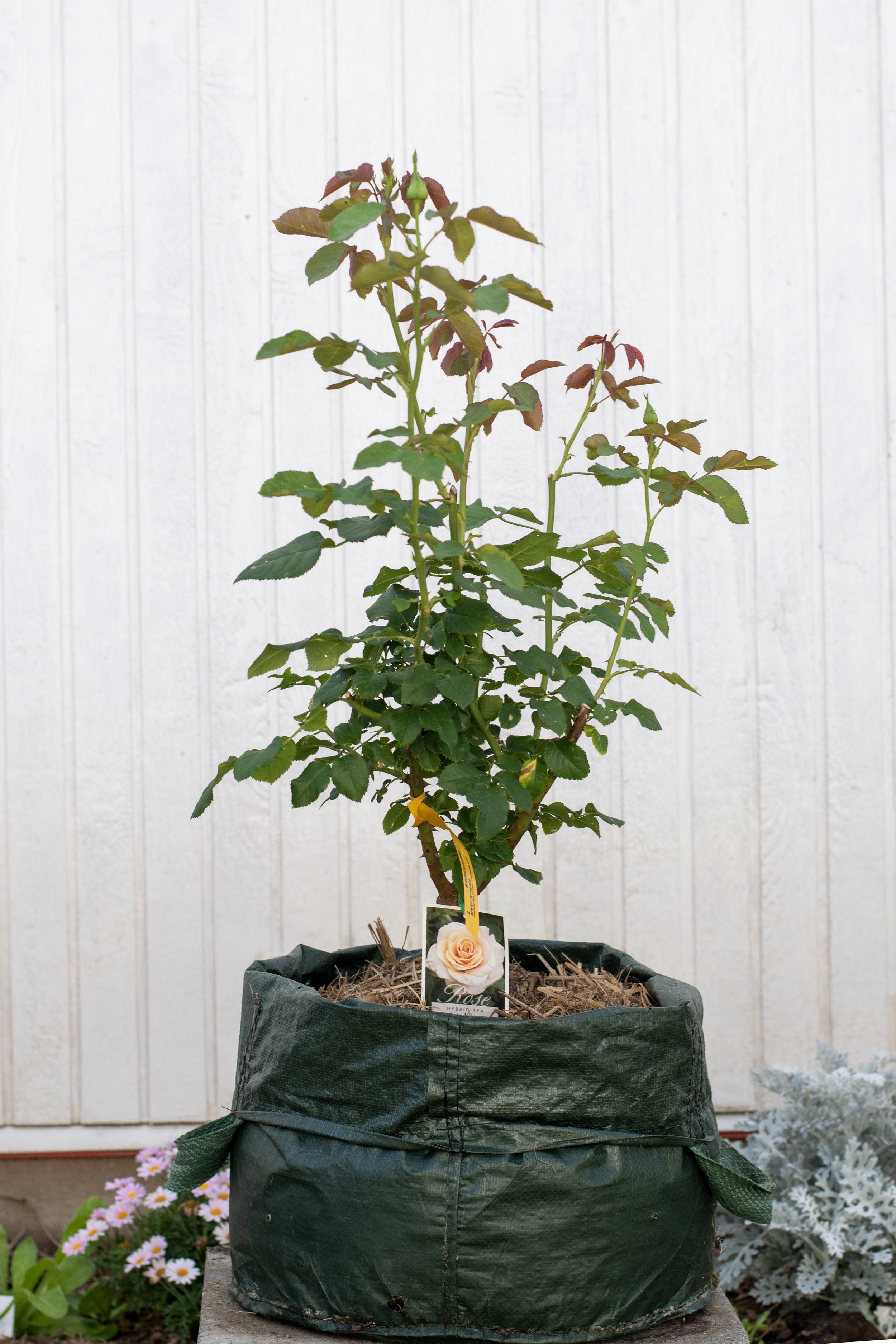 Spirit of Peace Rose