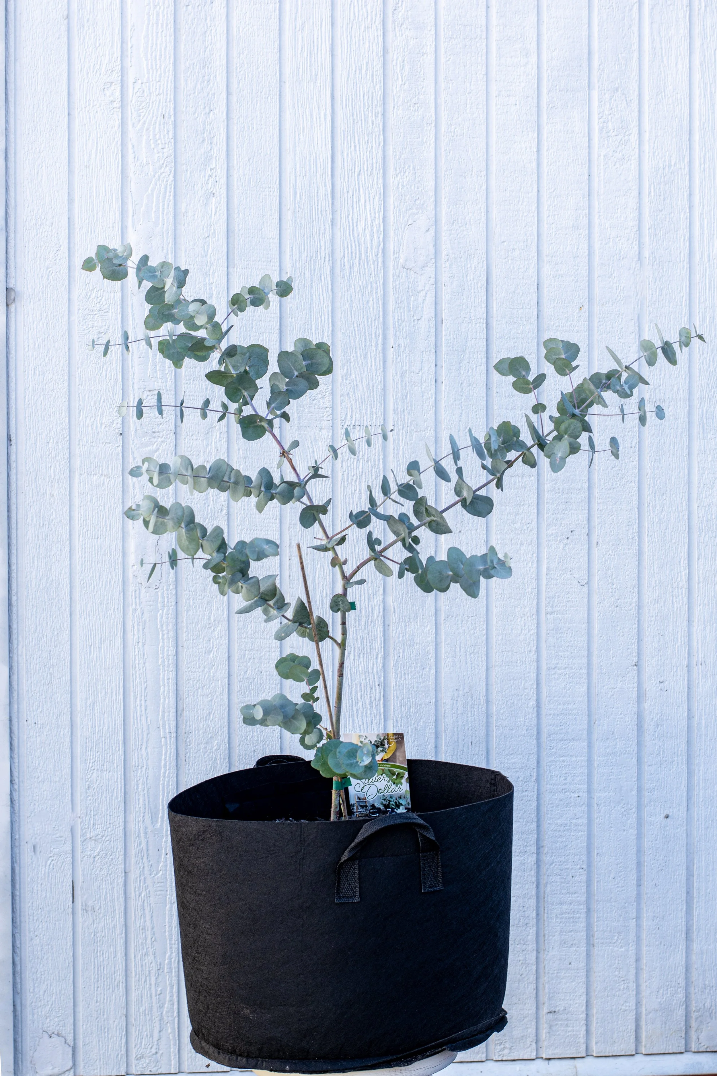 6) Silver Dollar Eucalyptus 83.jpg