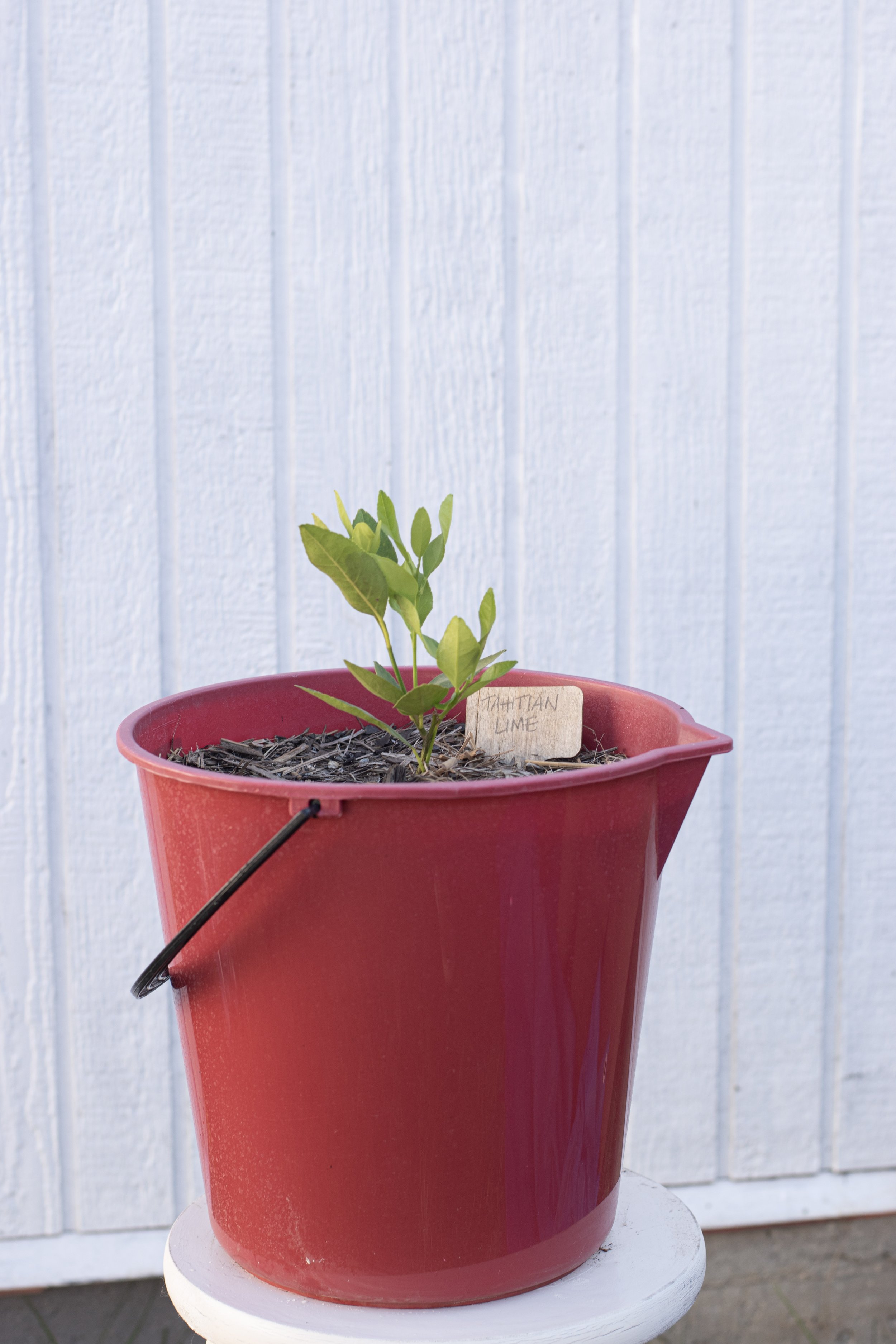 14) Tahitiam Lime 15 cm.jpg