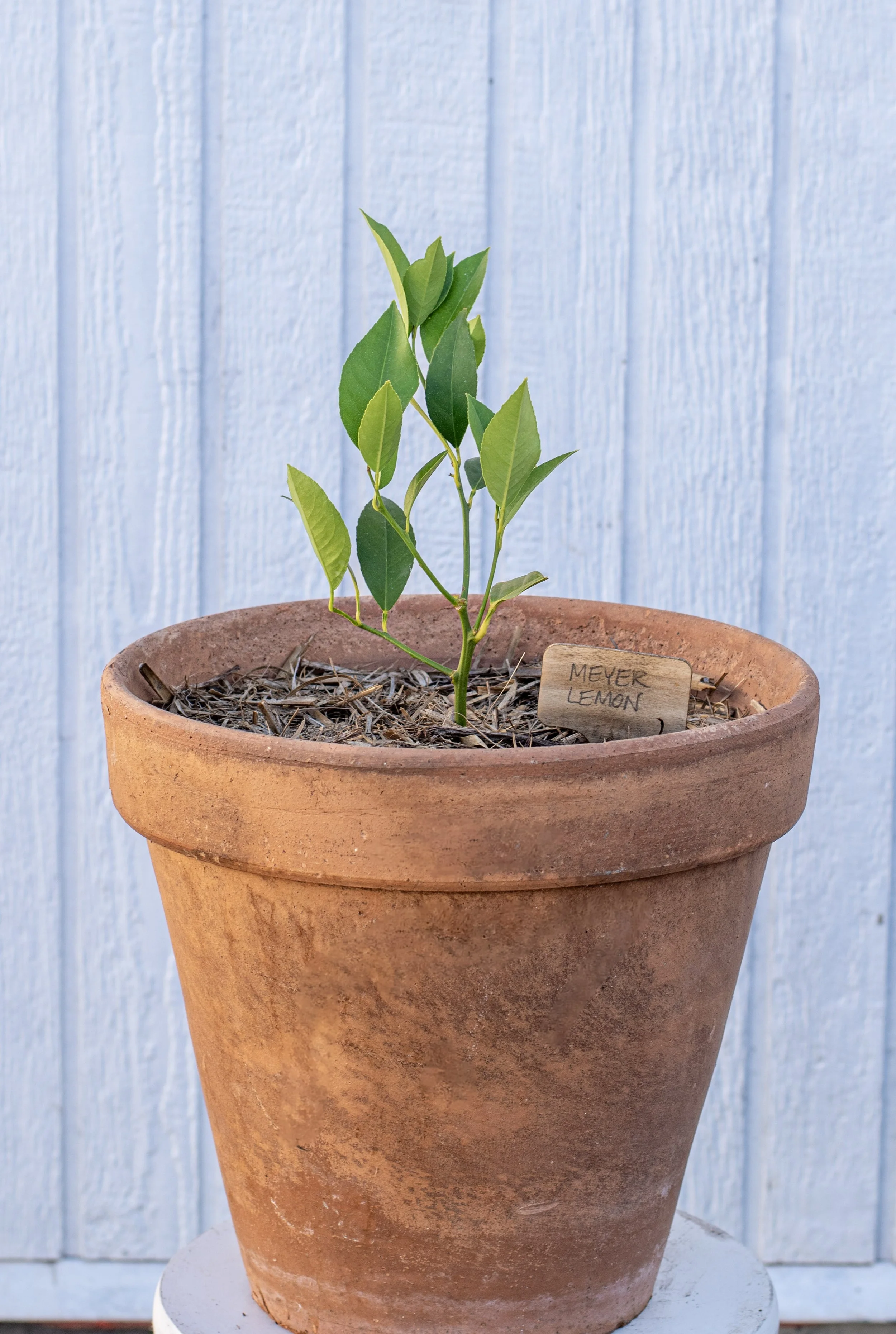 12) Meyer Lemon 20 cm.jpg