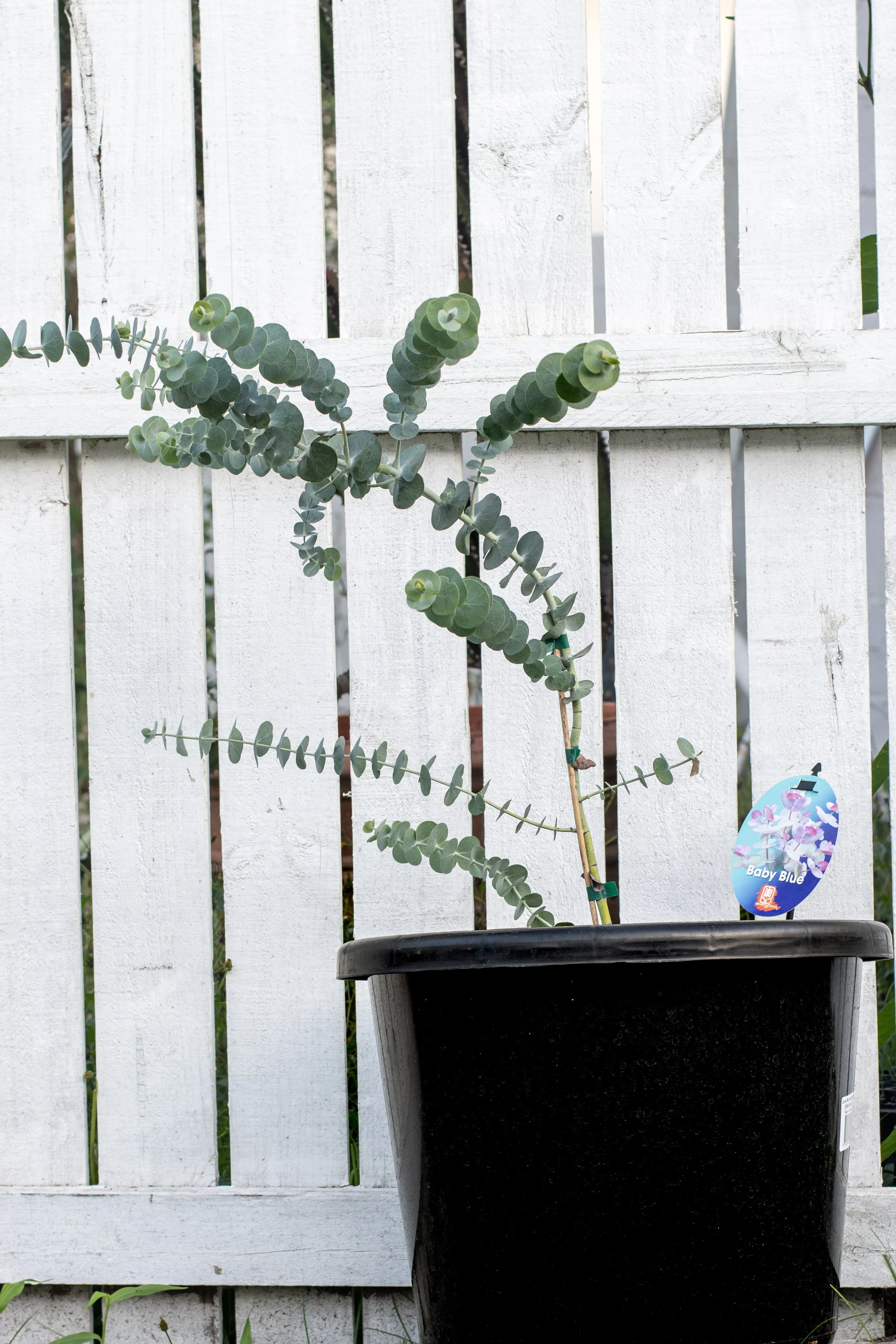 35) Baby Blue 51 cm.jpg