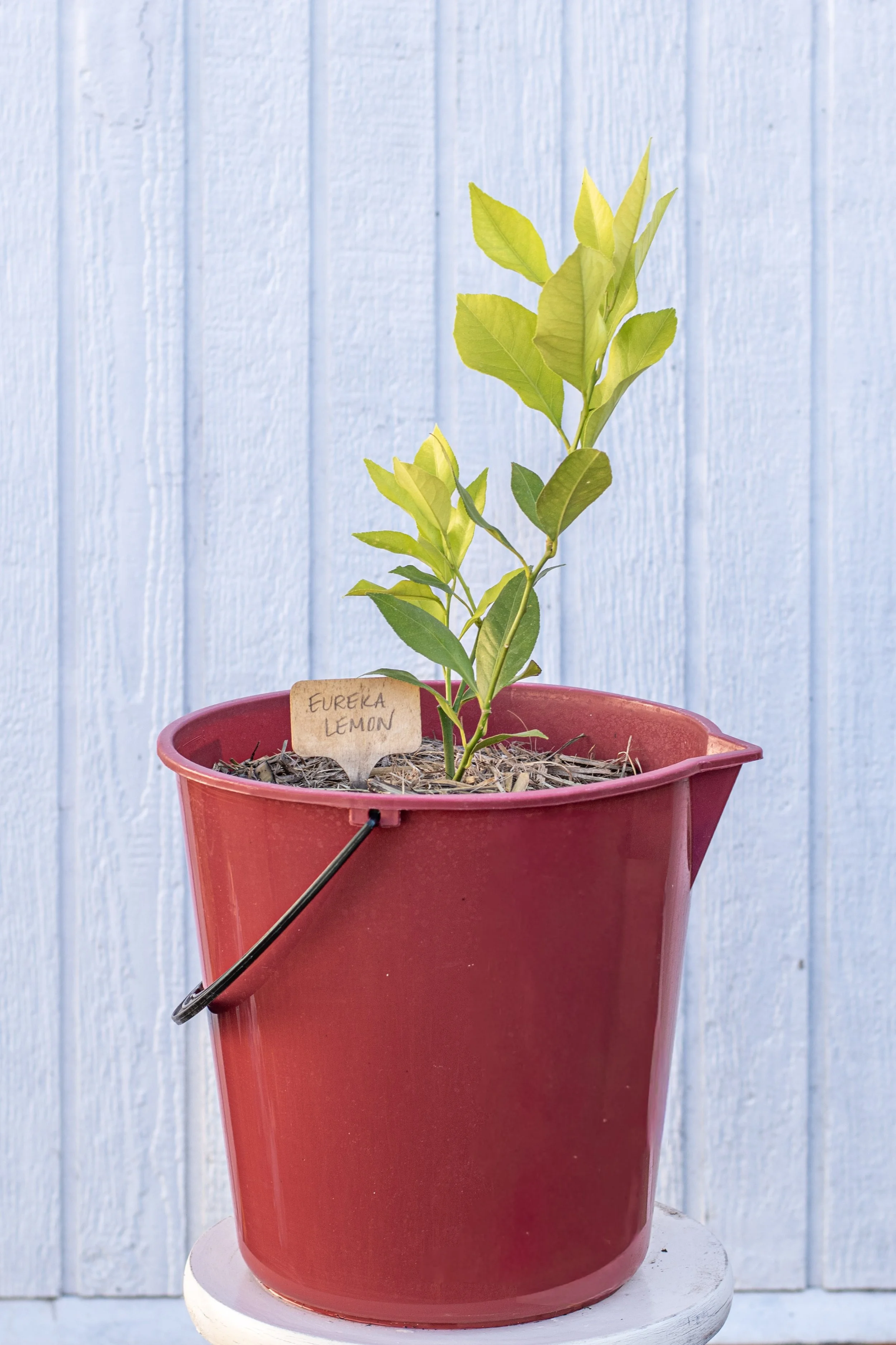 13) Eureka Lemon 32cm .jpg