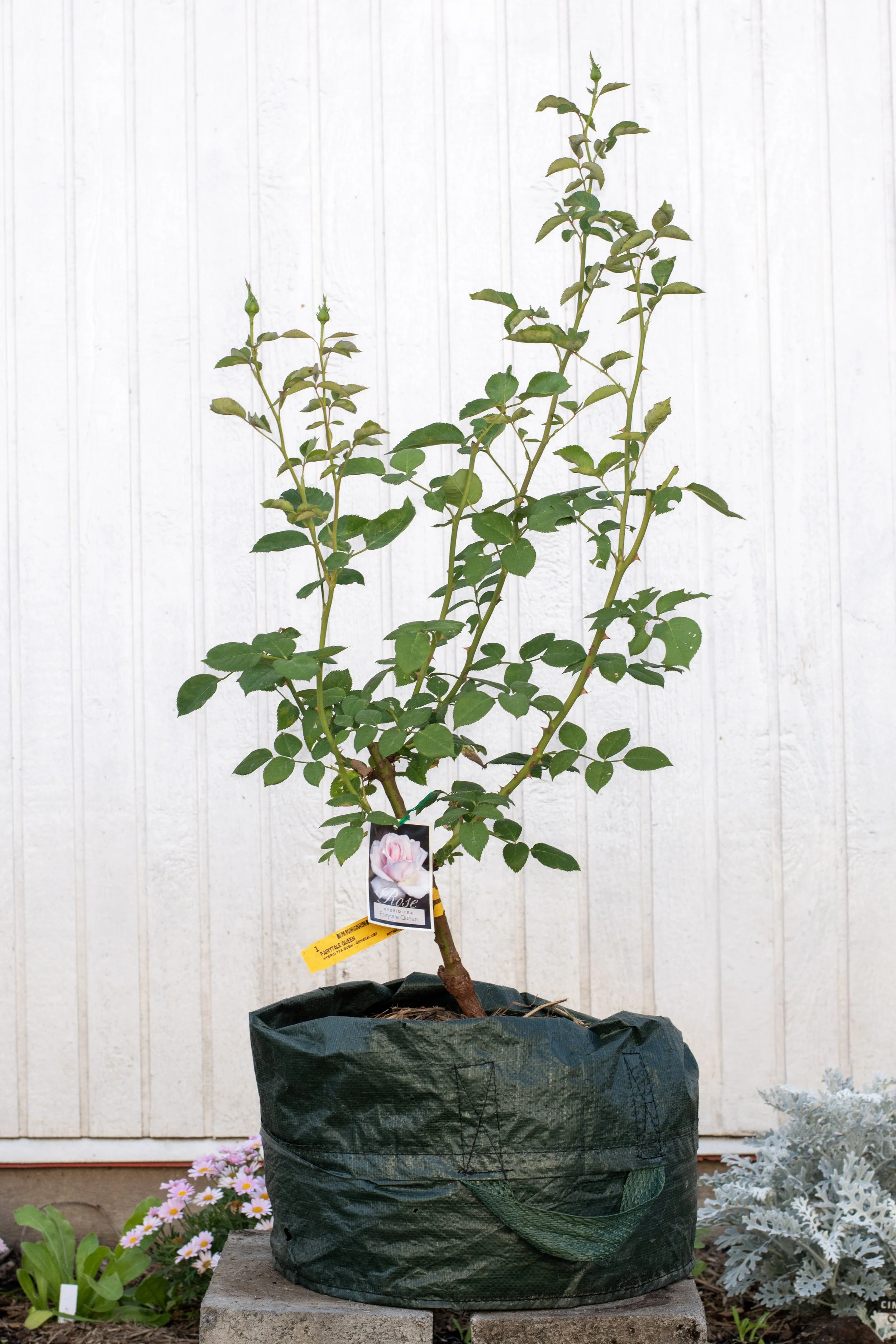 Fairytale Queen Rose