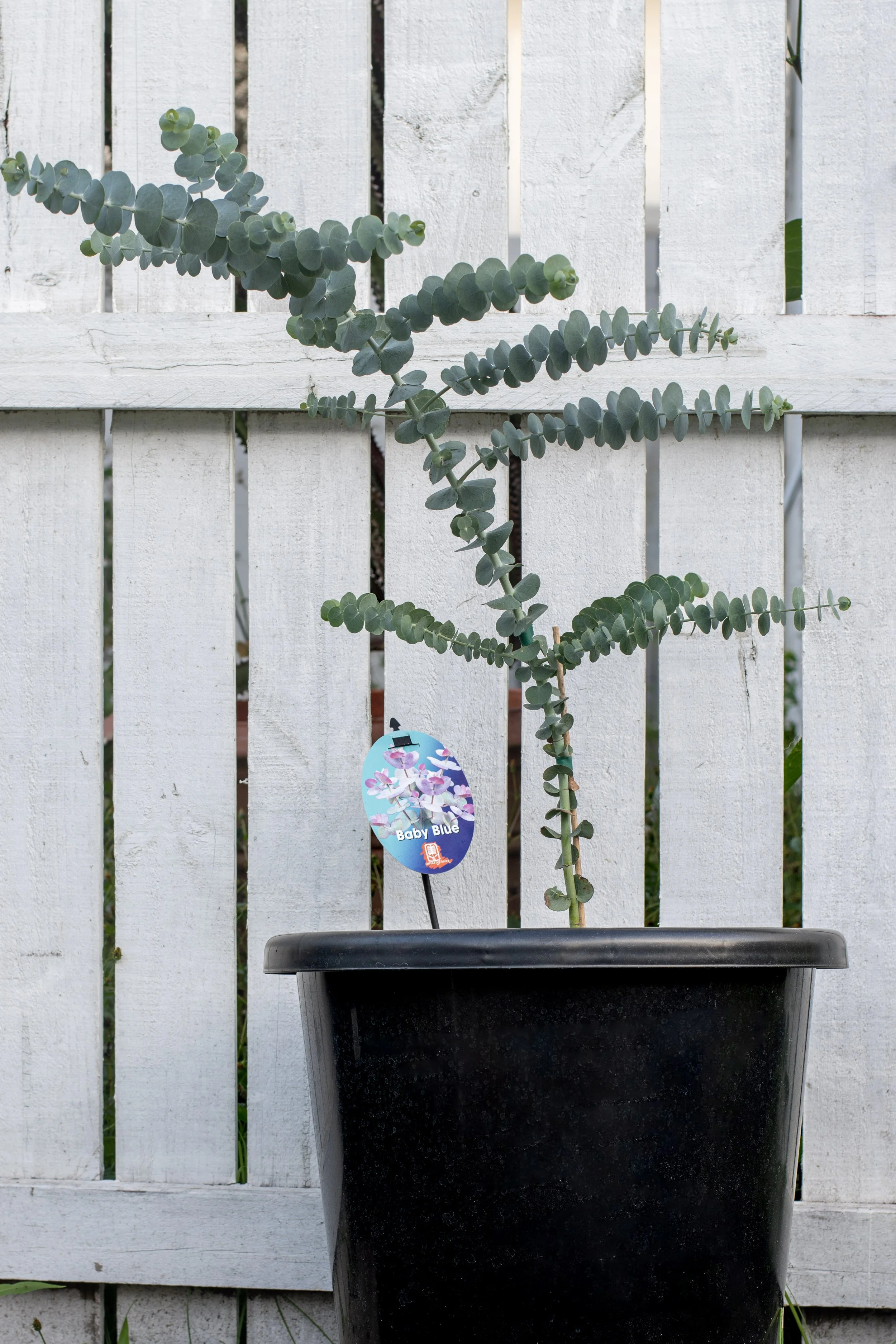 33) Baby blue 58 cm.jpg