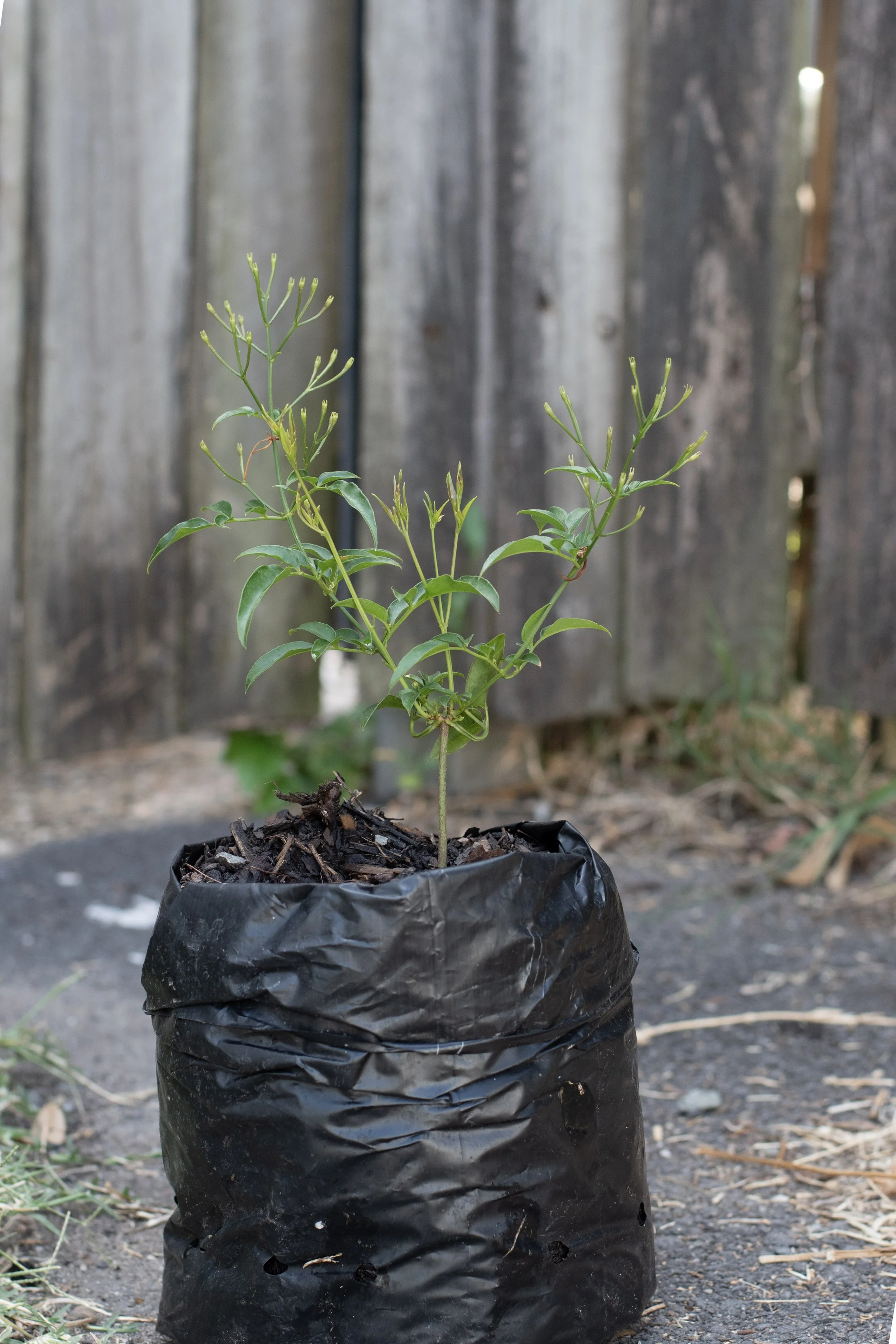 63) Jasmin 15 cm.jpg