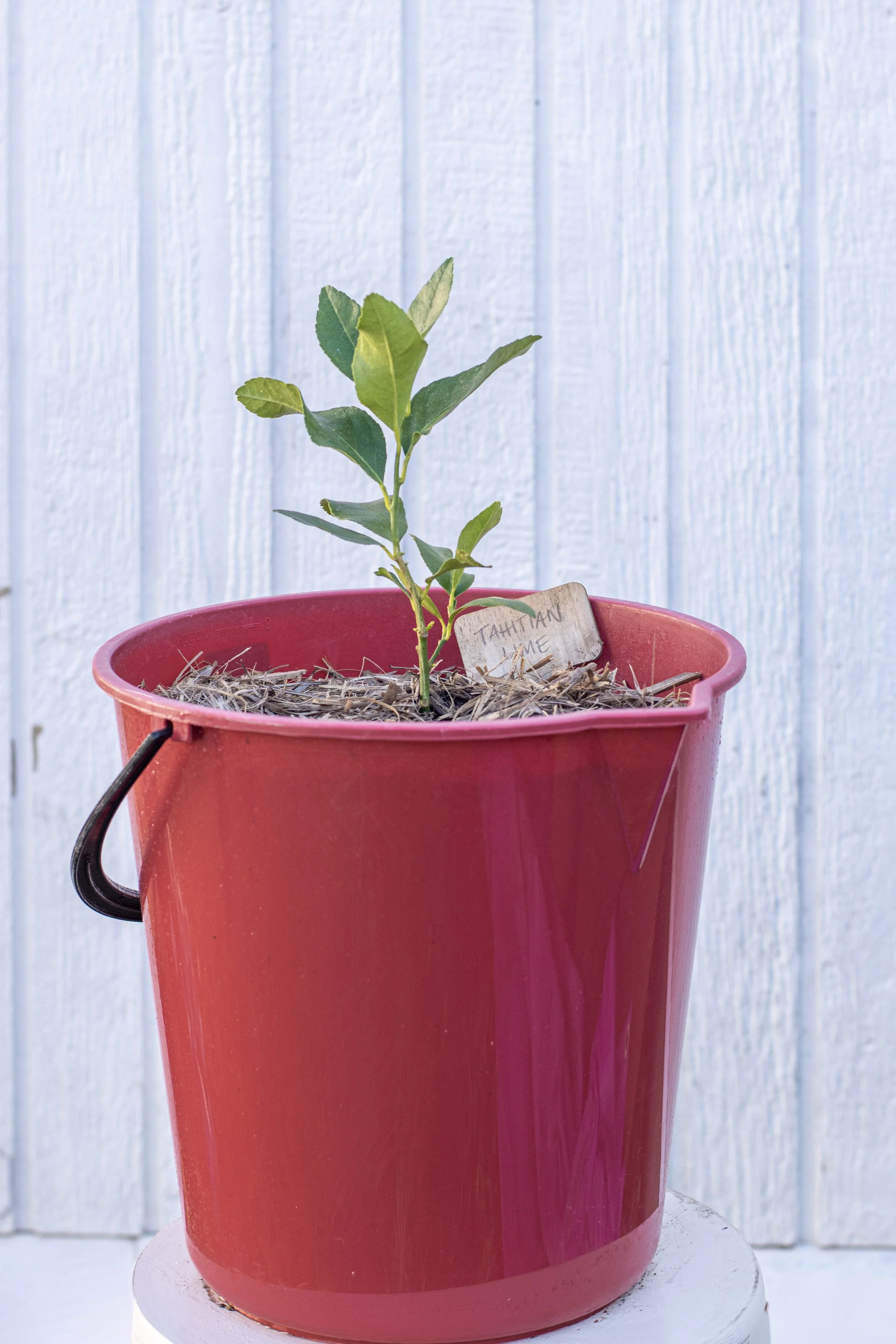 15) Tahitiam Lime 18 cm.jpg