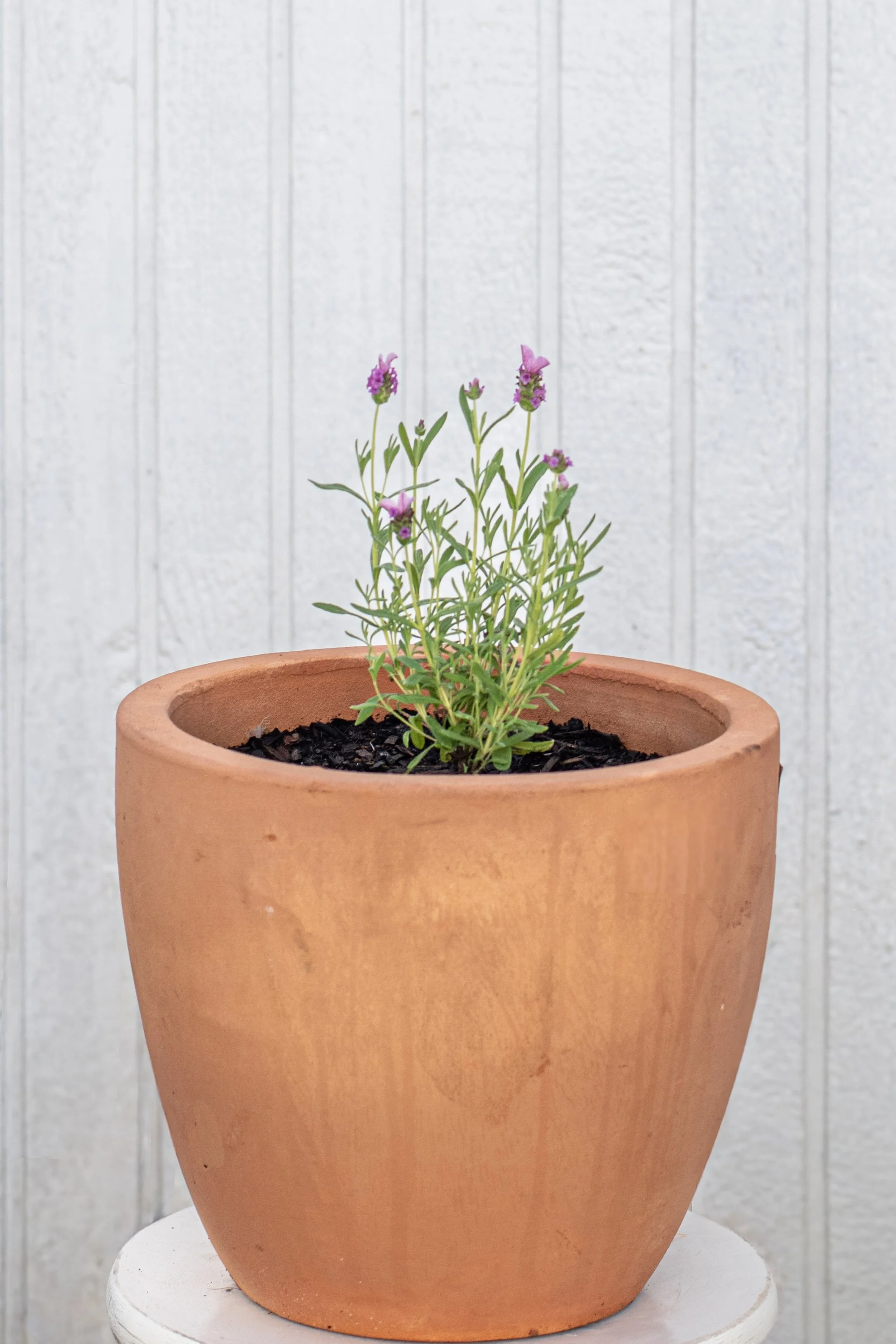 48) Lavander 18 cm.jpg