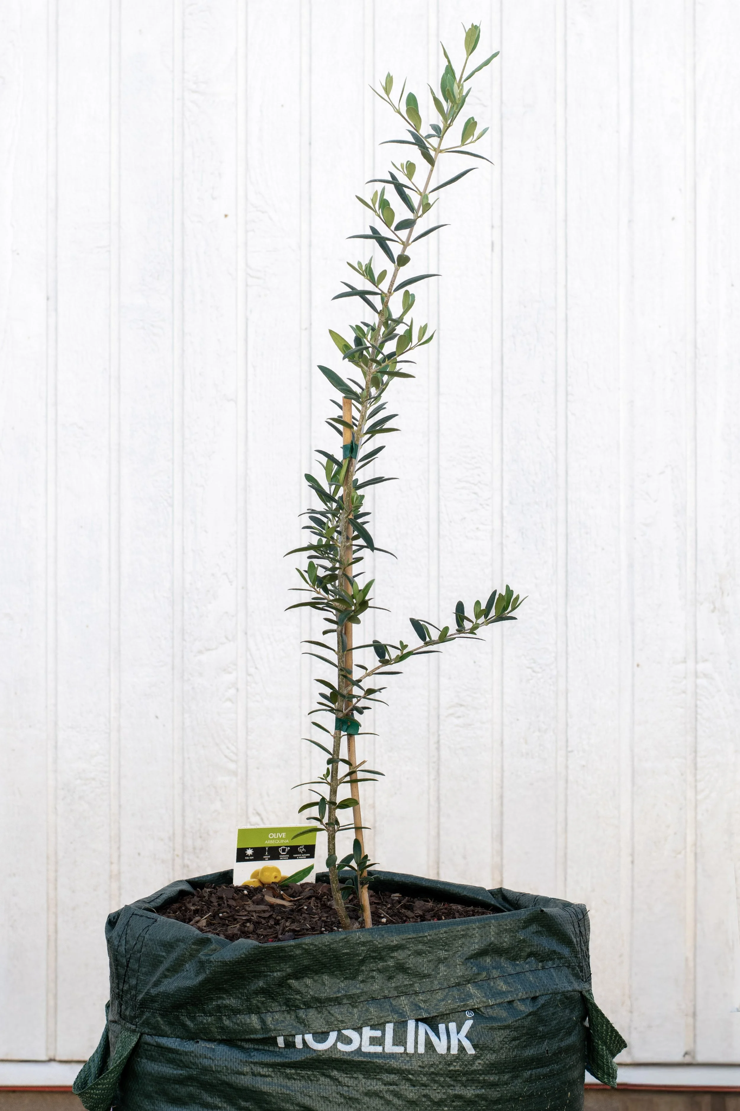 83) Olive 66 cm .jpg