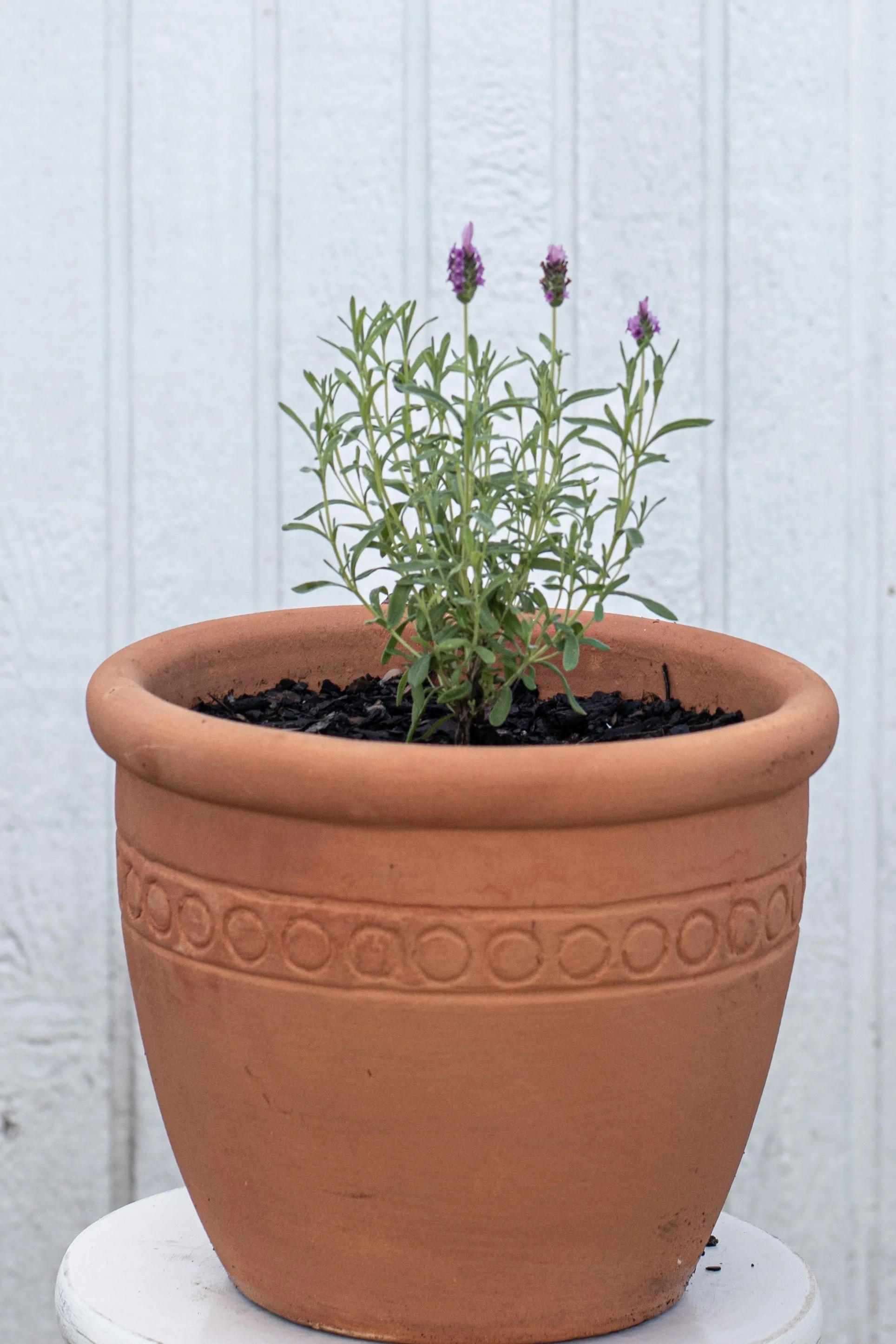 44) Lavander 18 cm .jpg