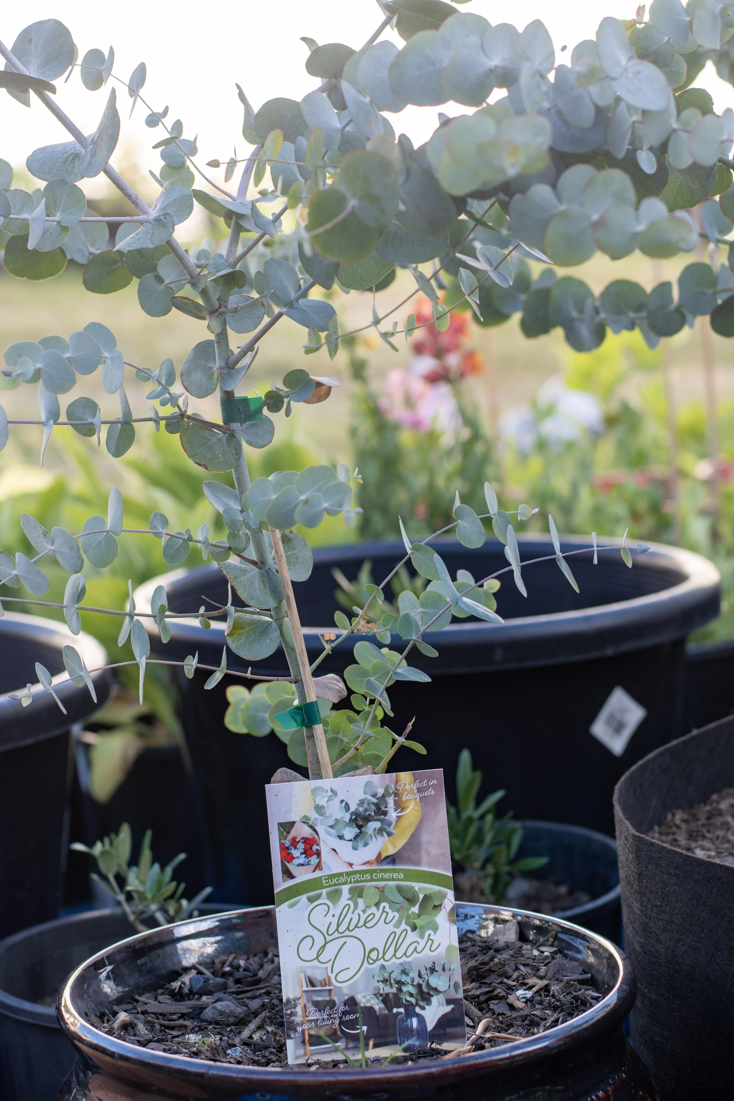 7)Silver Dollar Eucalyptus 60cm.jpg