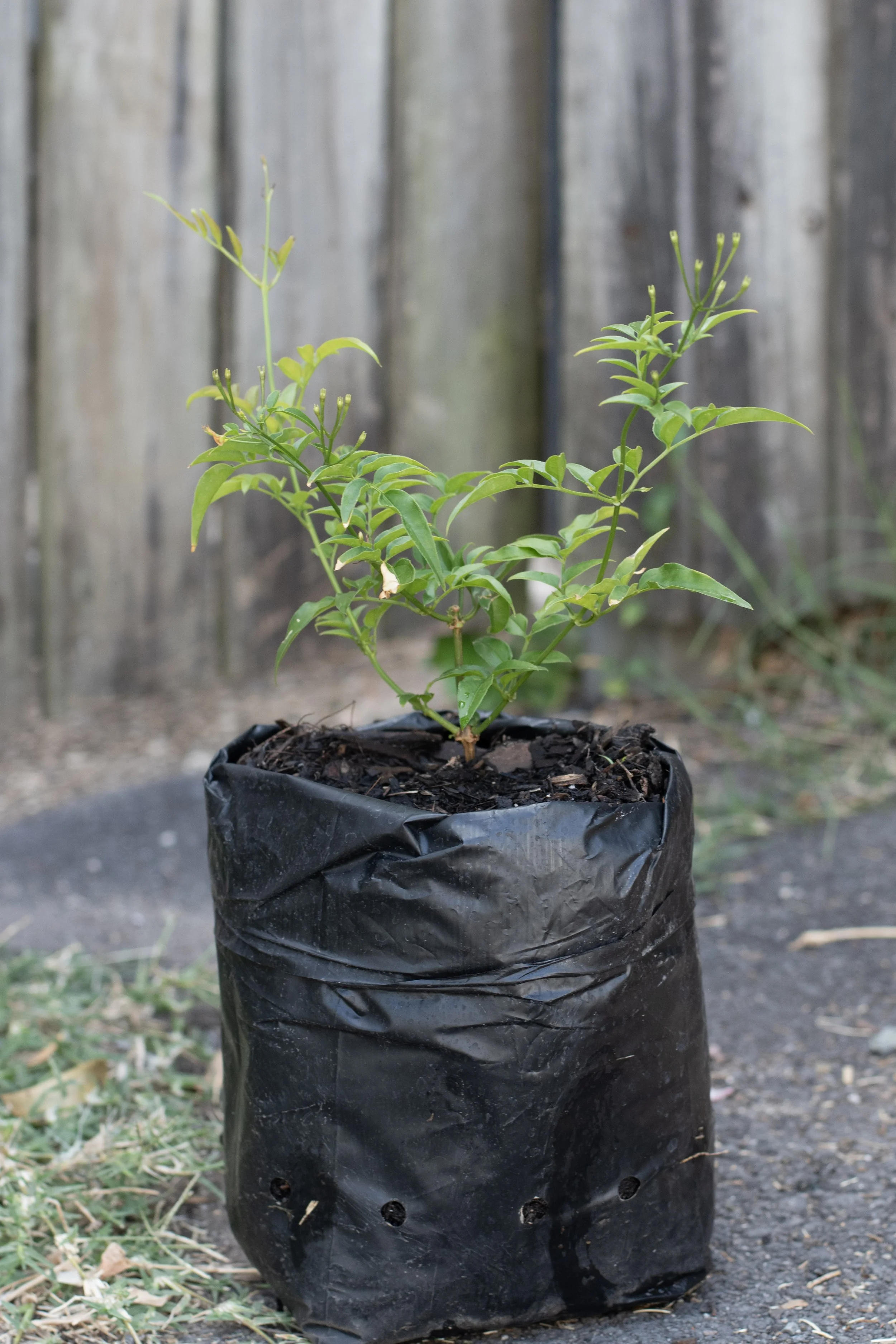 61) Jasmin 20 cm.jpg