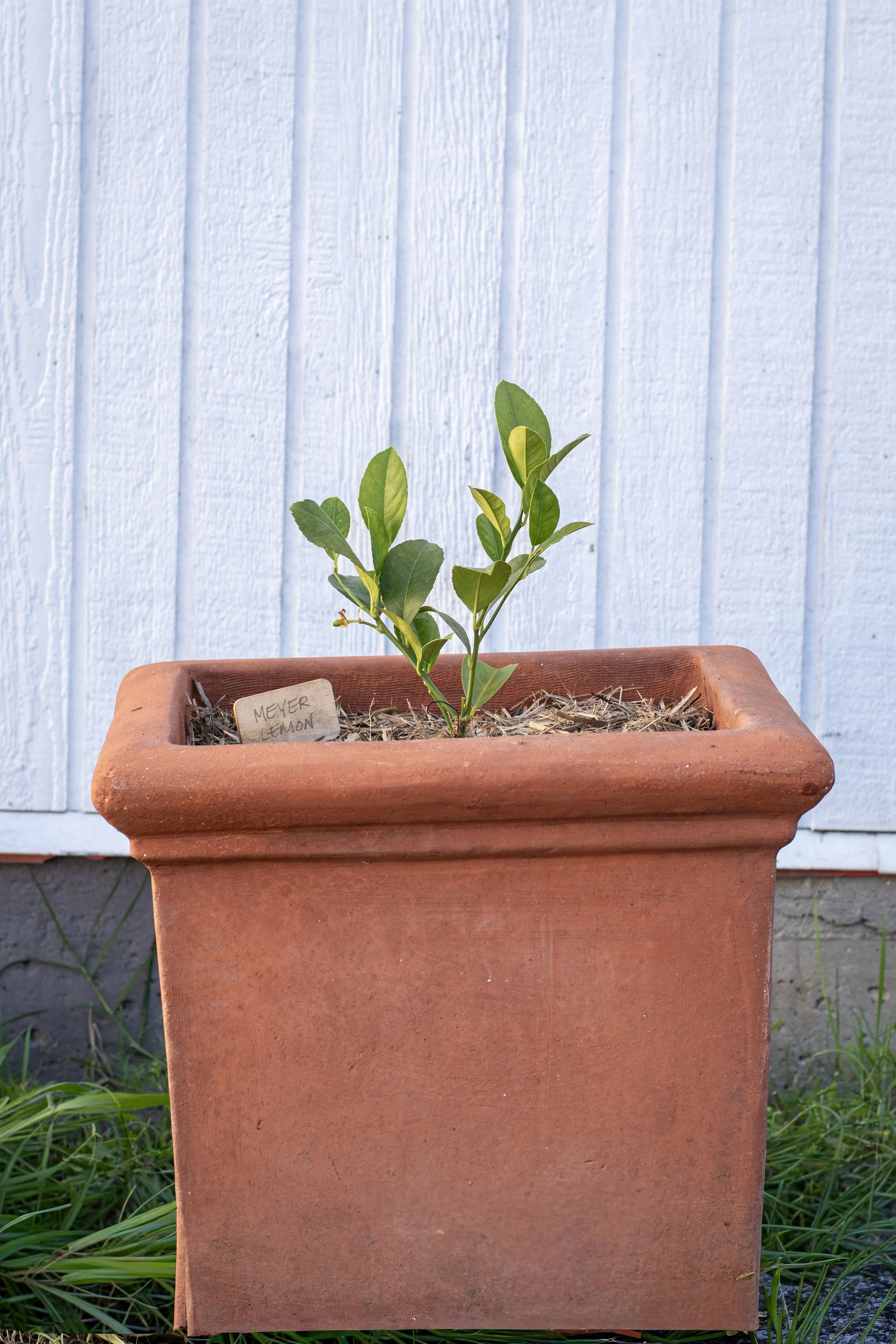 10) Meyer Lemon 22 cm .jpg