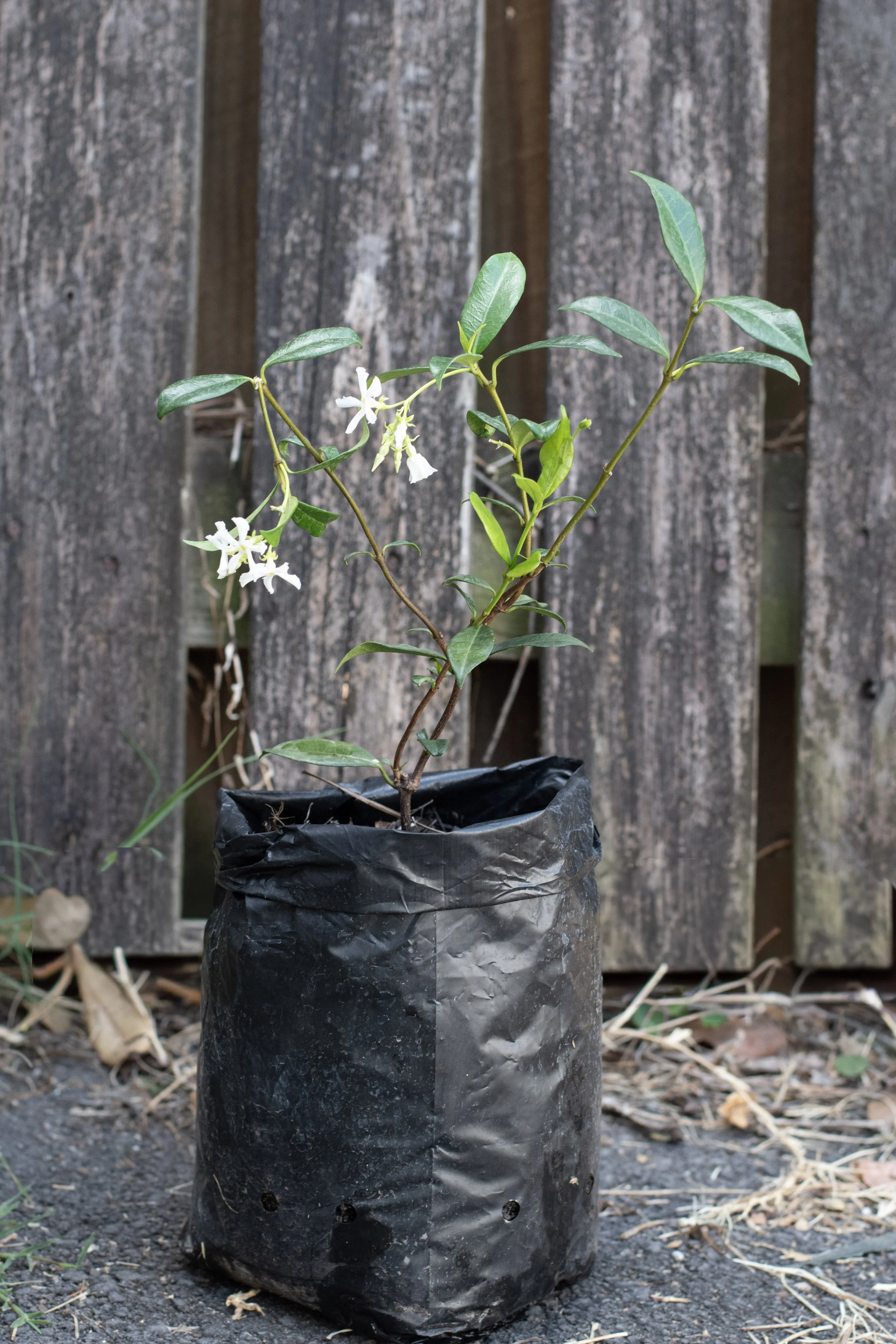 57) Jasmin 29 cm.jpg