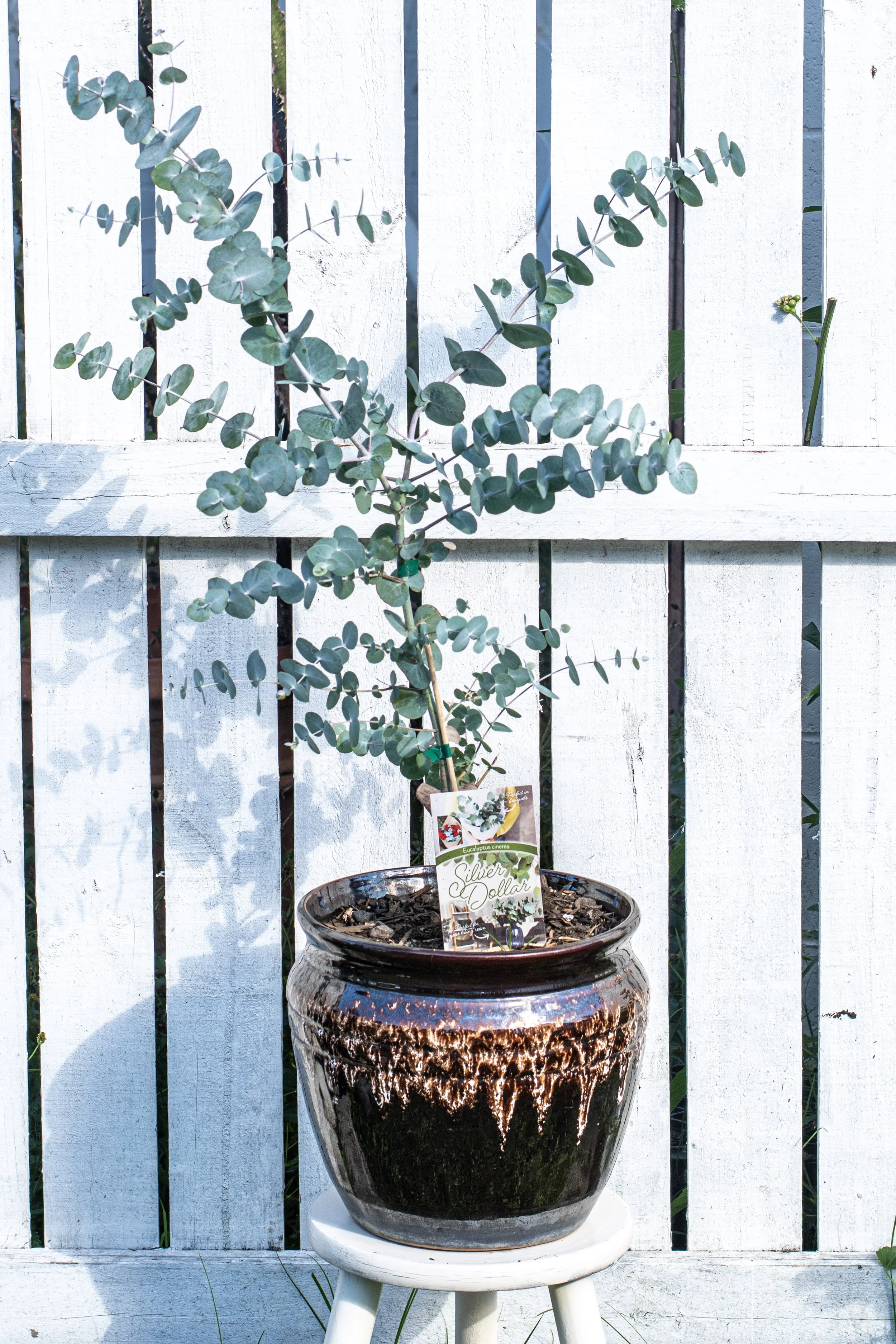 4) Silver Dollar Eucalyptus 80 cm.jpg