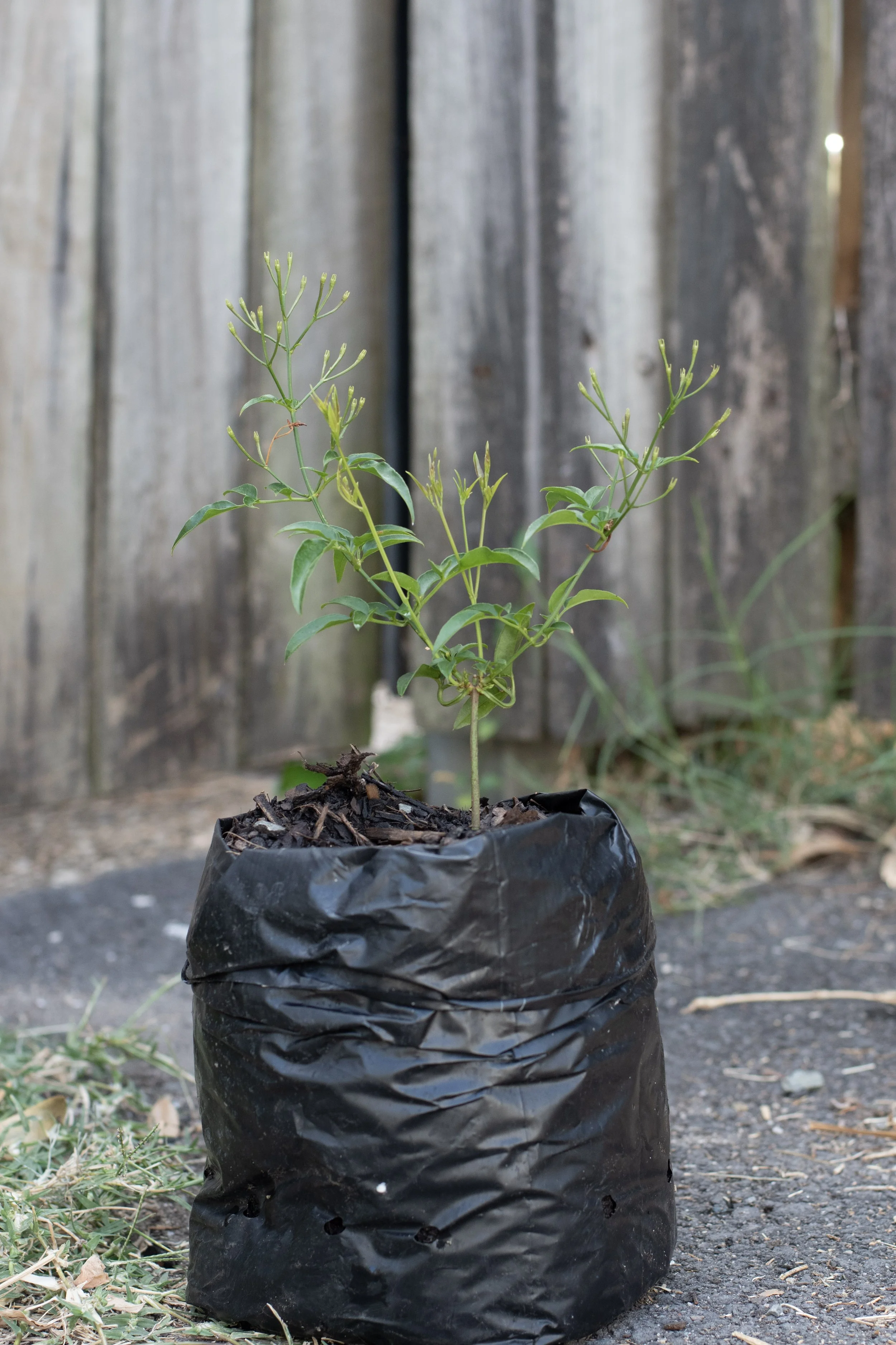 62) Jasmin 19 cm.jpg