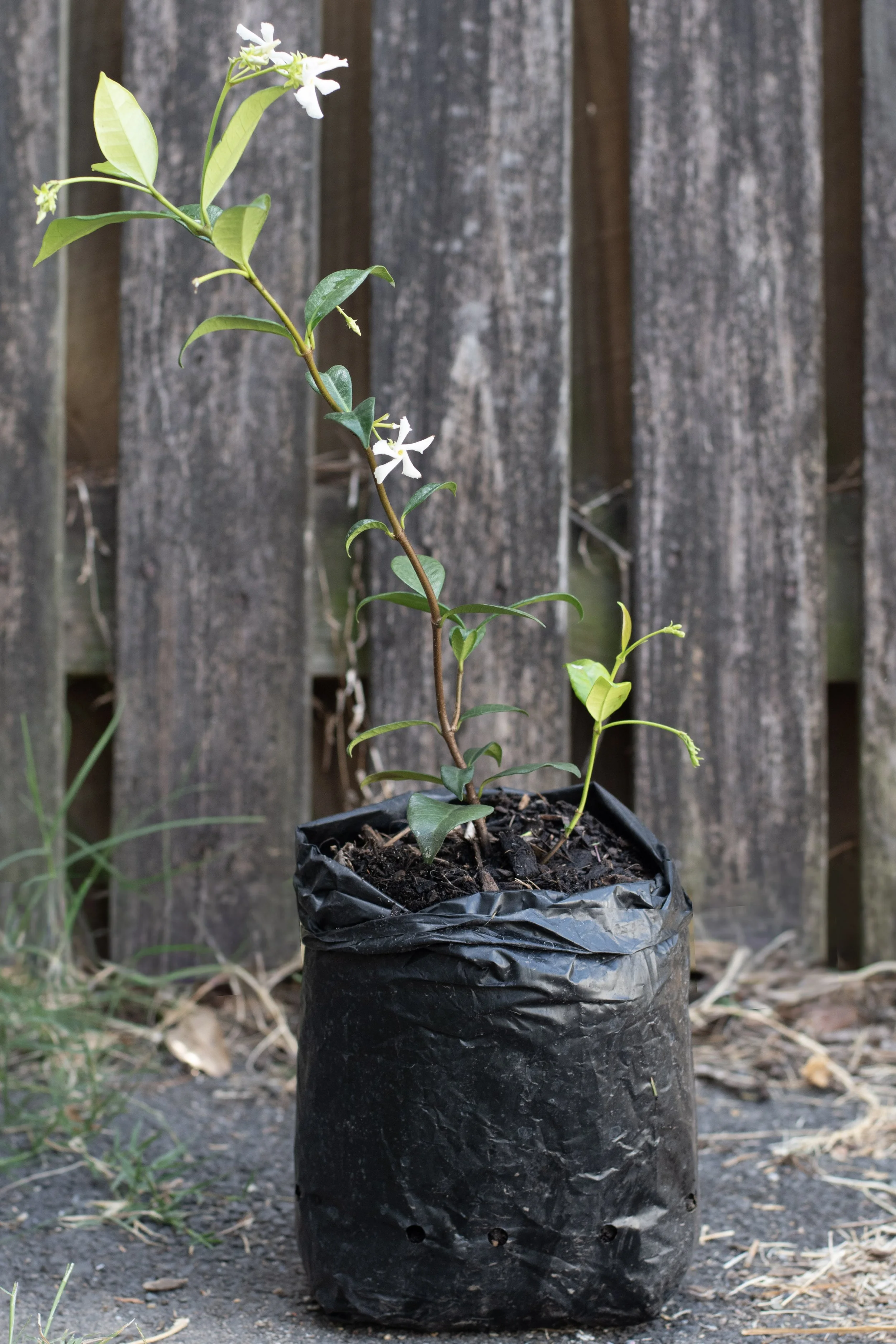 58) Jasmin 35 cm.jpg