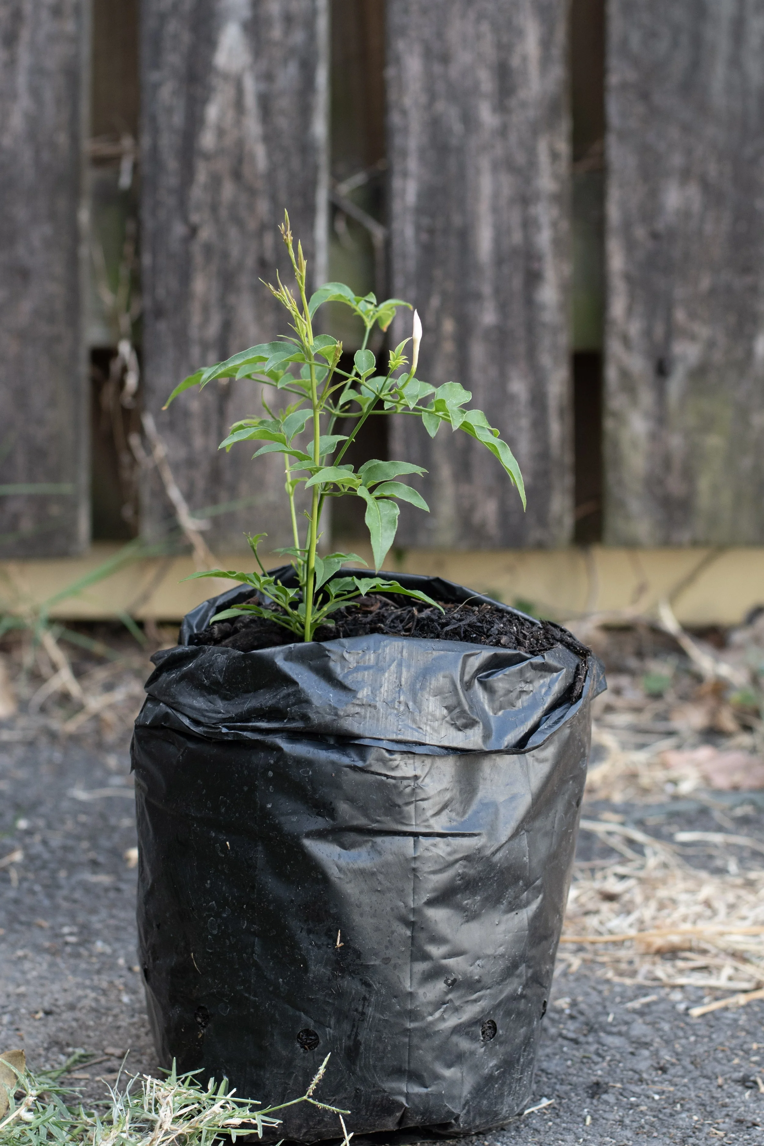 60) Jasmin 17 cm.jpg