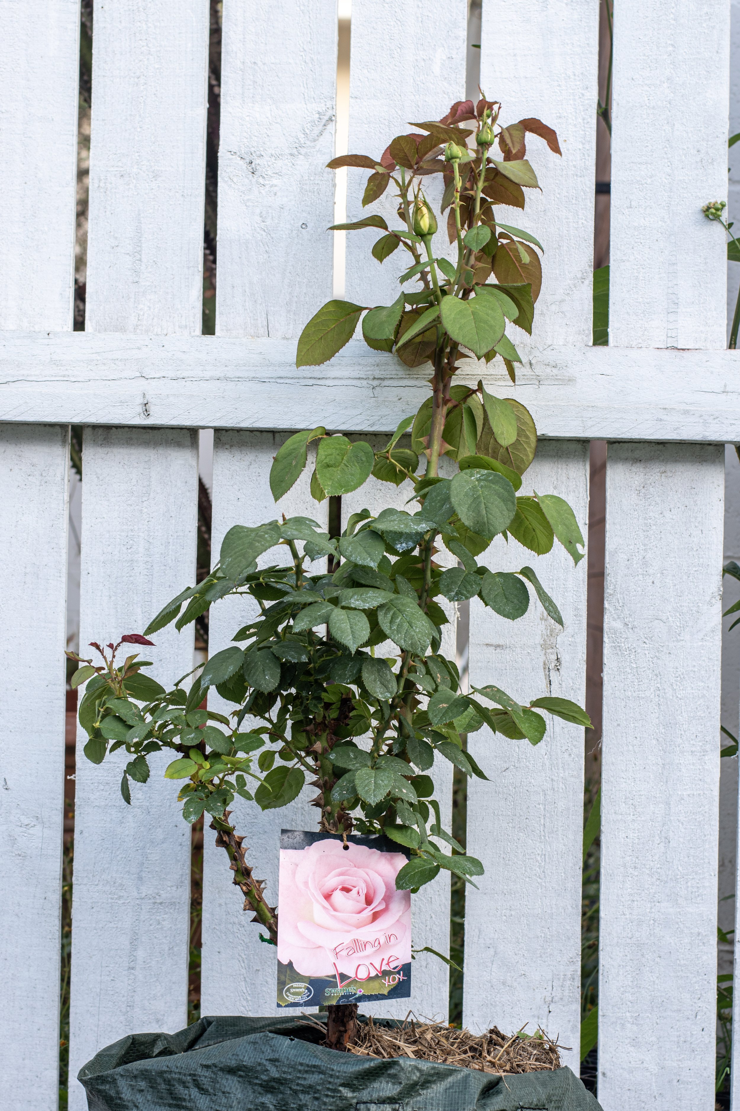 Falling In Love Rose