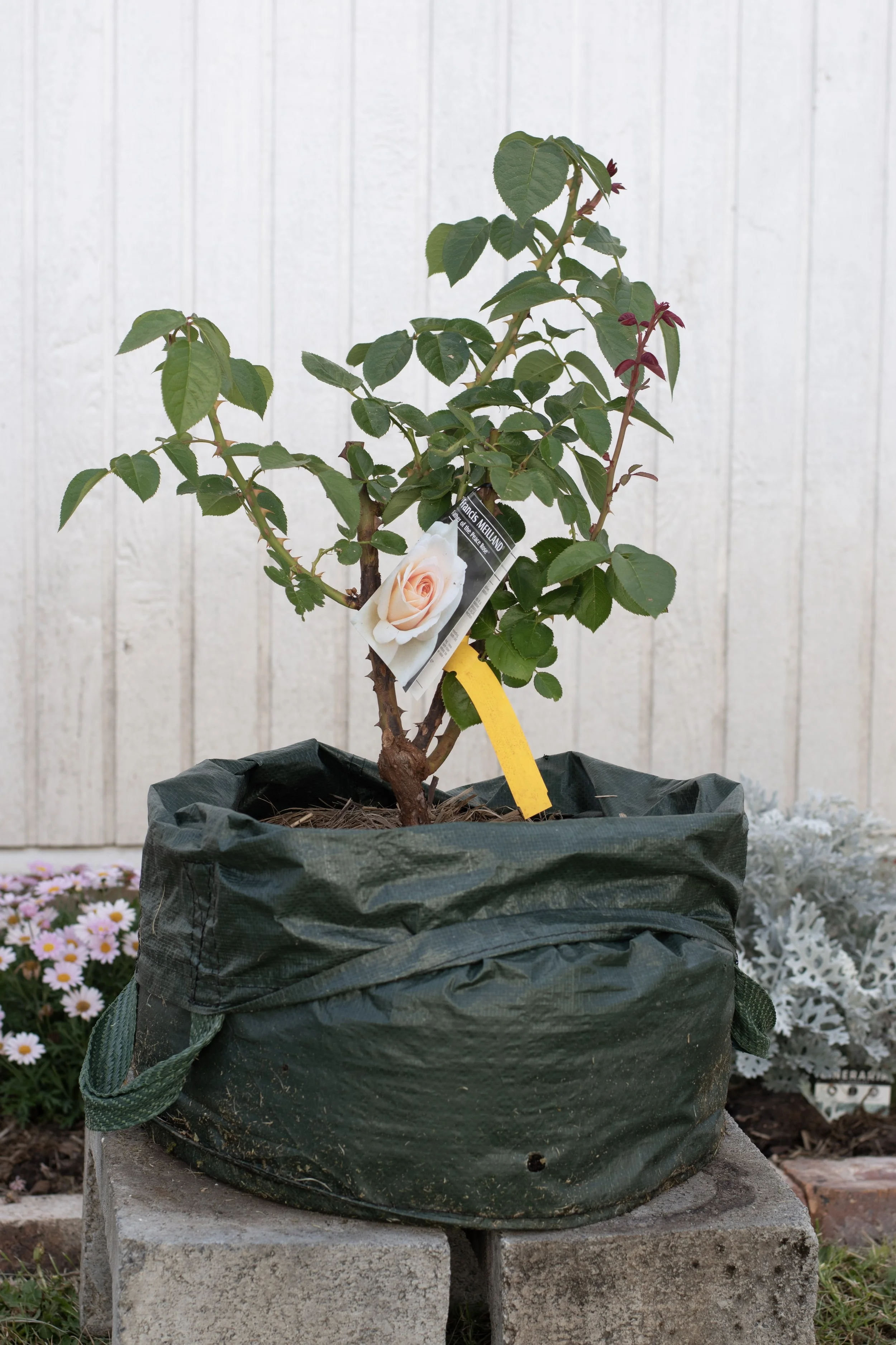 Father of the Fast Rose