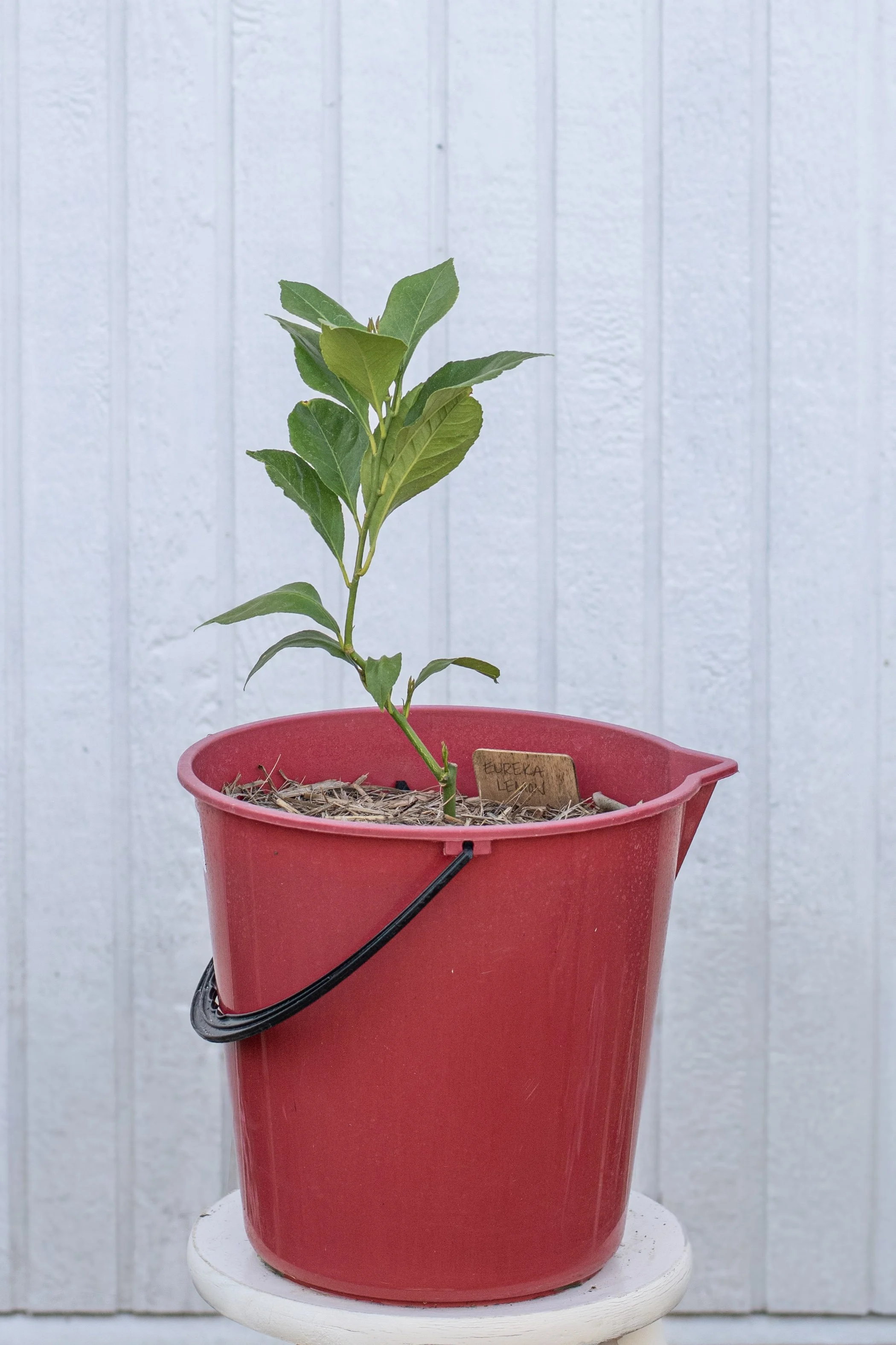 91)Eureka Lemon 28 cm.jpg