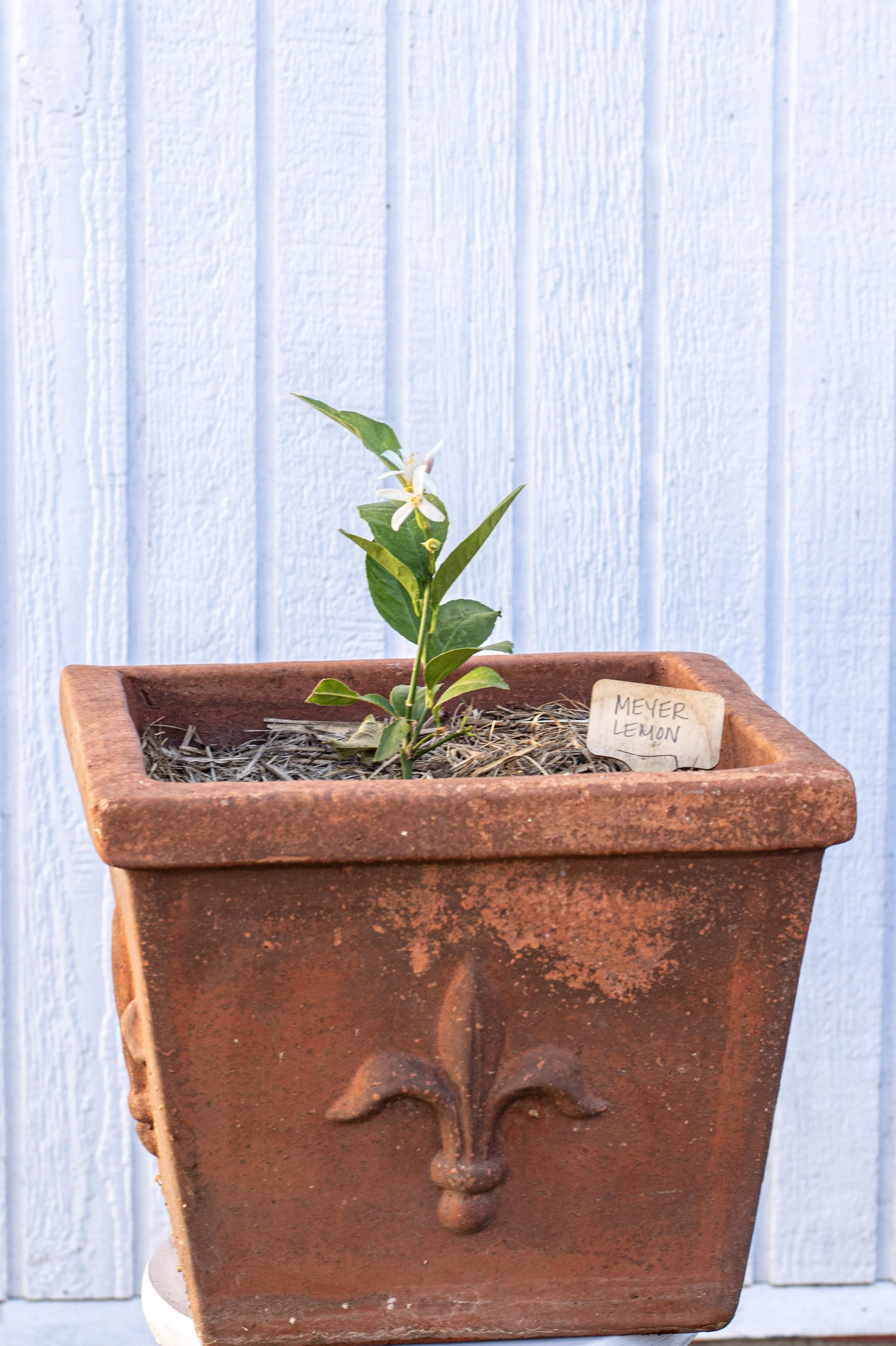 11) Meyer Lemon 19 cm.jpg