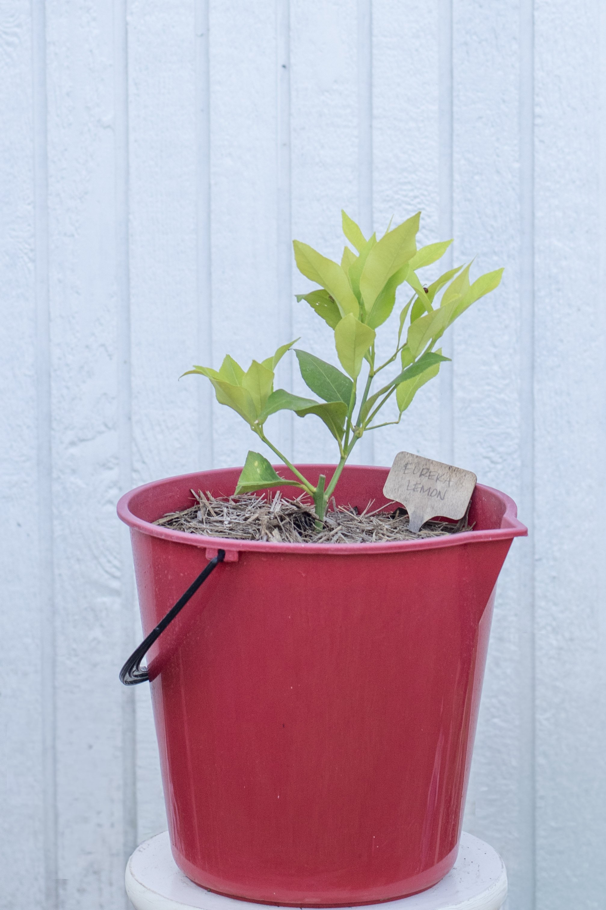 92) Eureka Lemon 24 cm .jpg